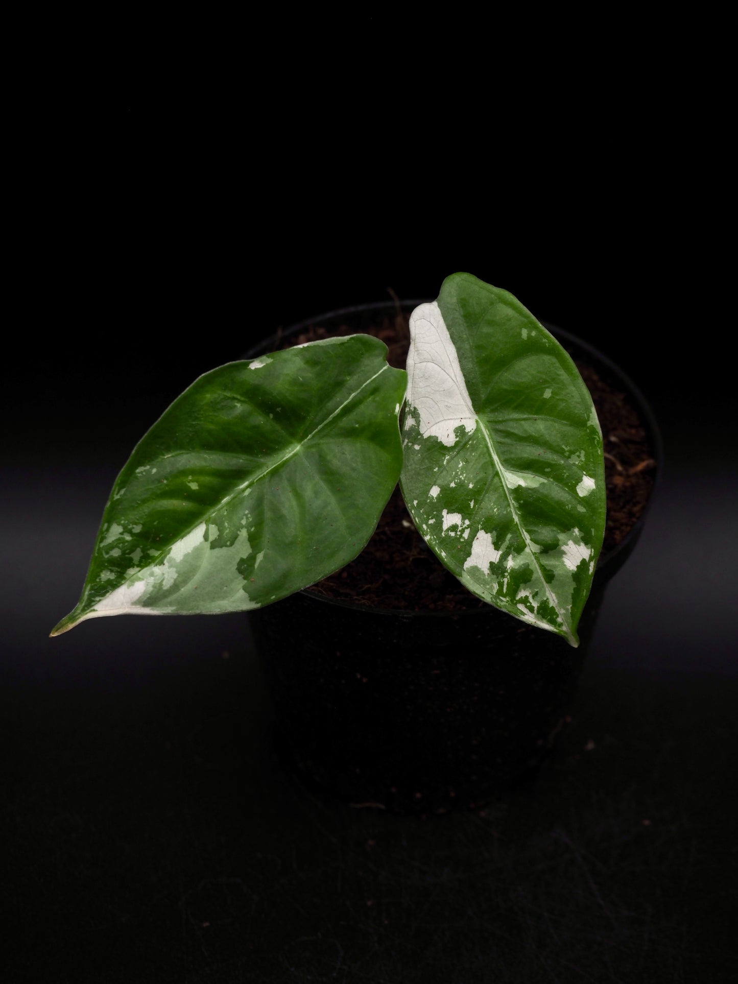 Alocasia Fornicata Albo