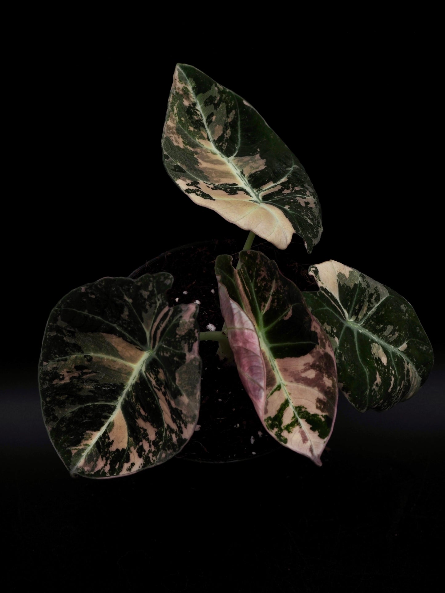 Alocasia Black Velvet Pink
