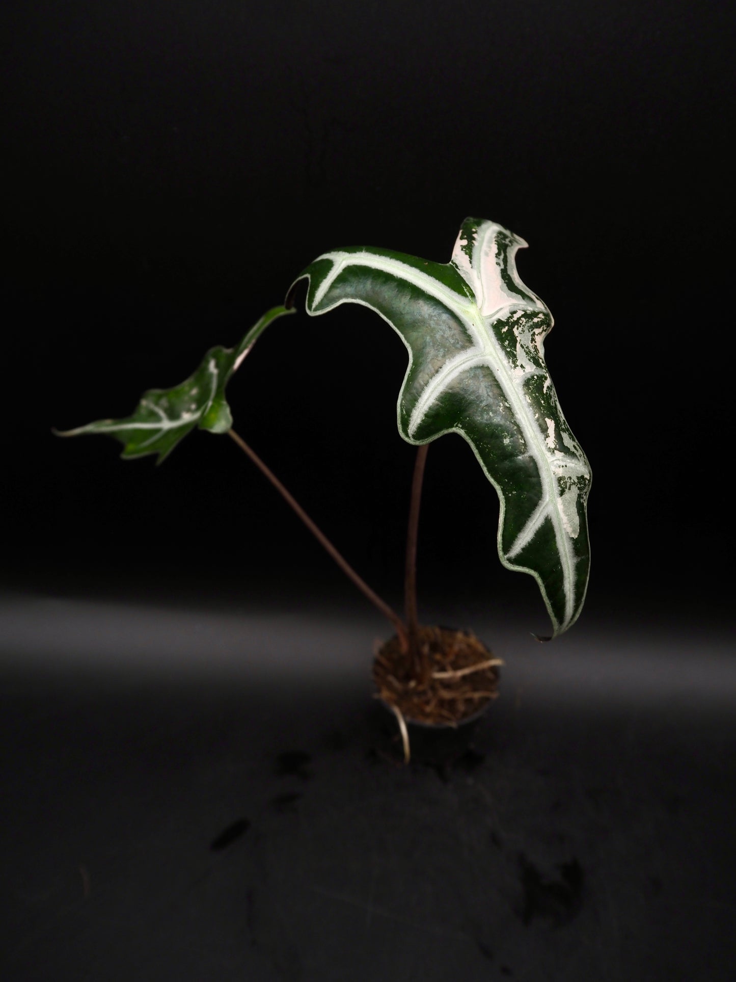 Alocasia Nobilis Pink