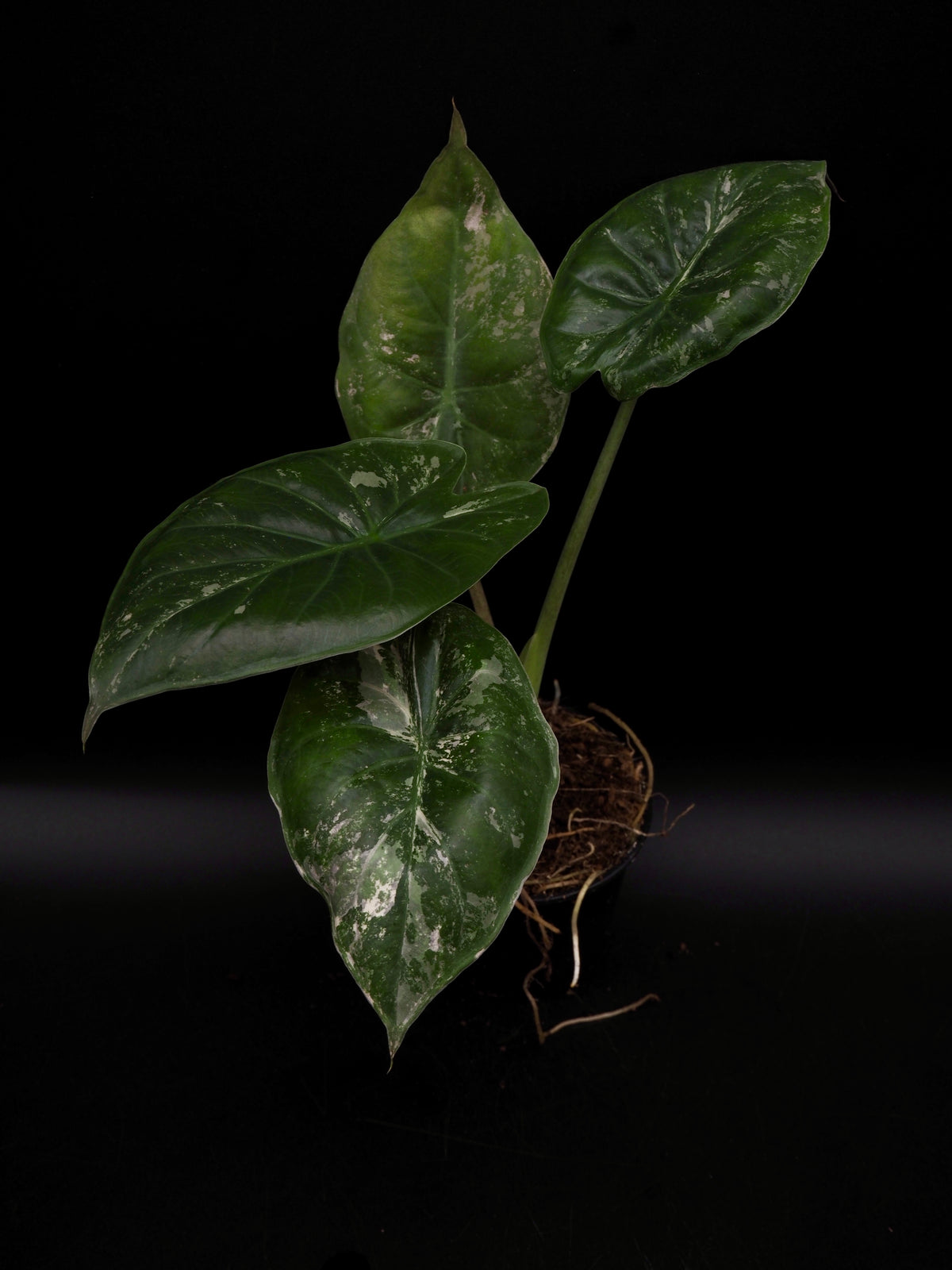 Alocasia Wentii Albo/Pink