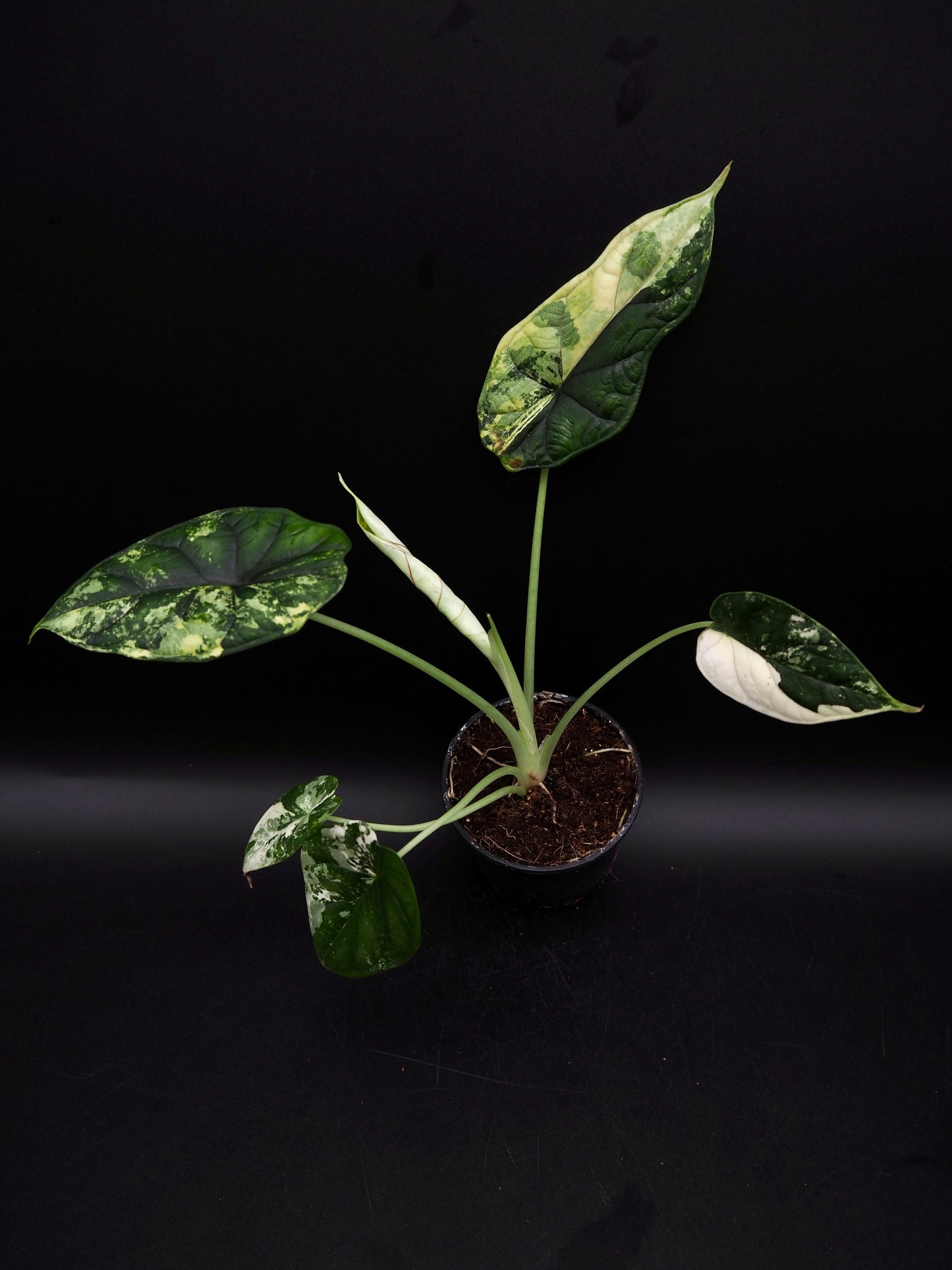 Écaille de dragon Alocasia Albo Variegata