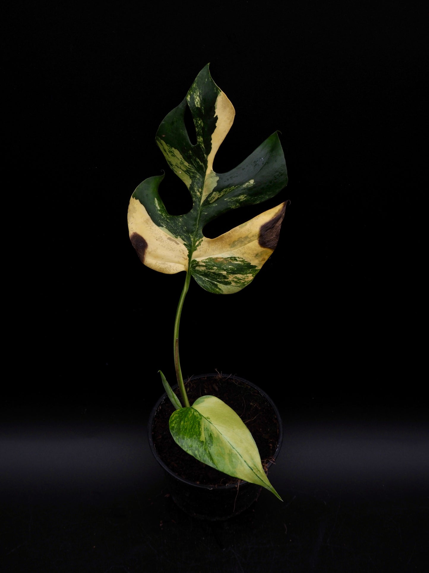 Rhaphidophora Tetrasperma Aurea Variegata