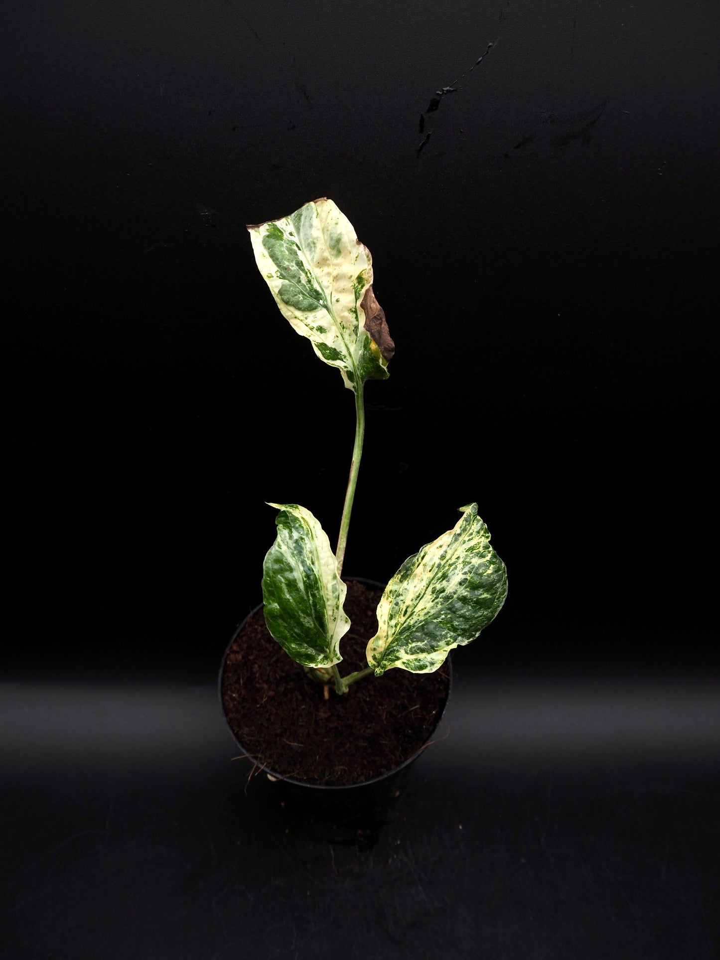 Amydrium variégata