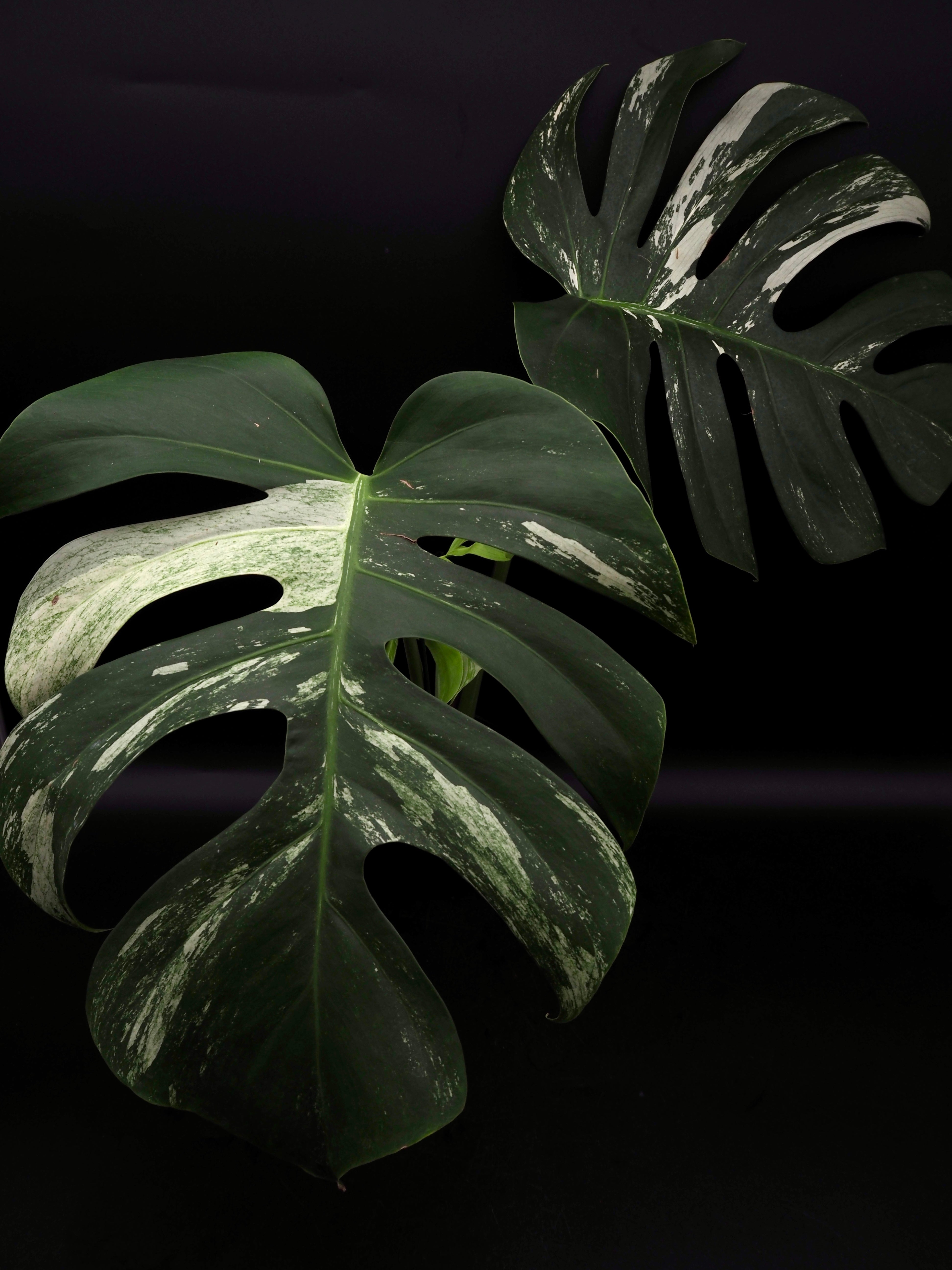 Monstera Deliciosa Jungle Mint – Jolaplants