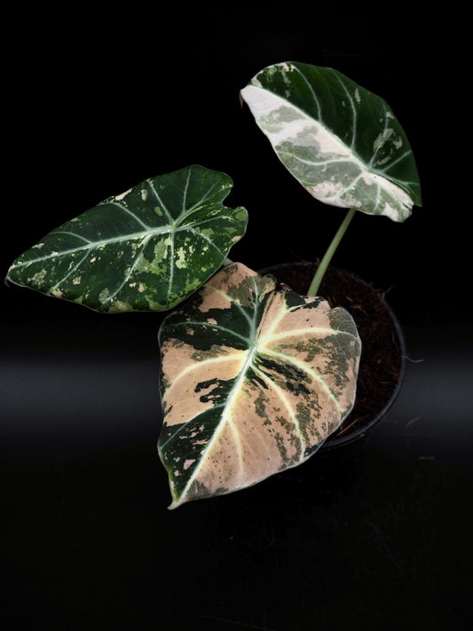 Alocasia Black Velvet Pink