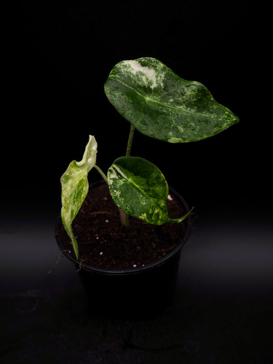 Alocasia Longlioba Albo