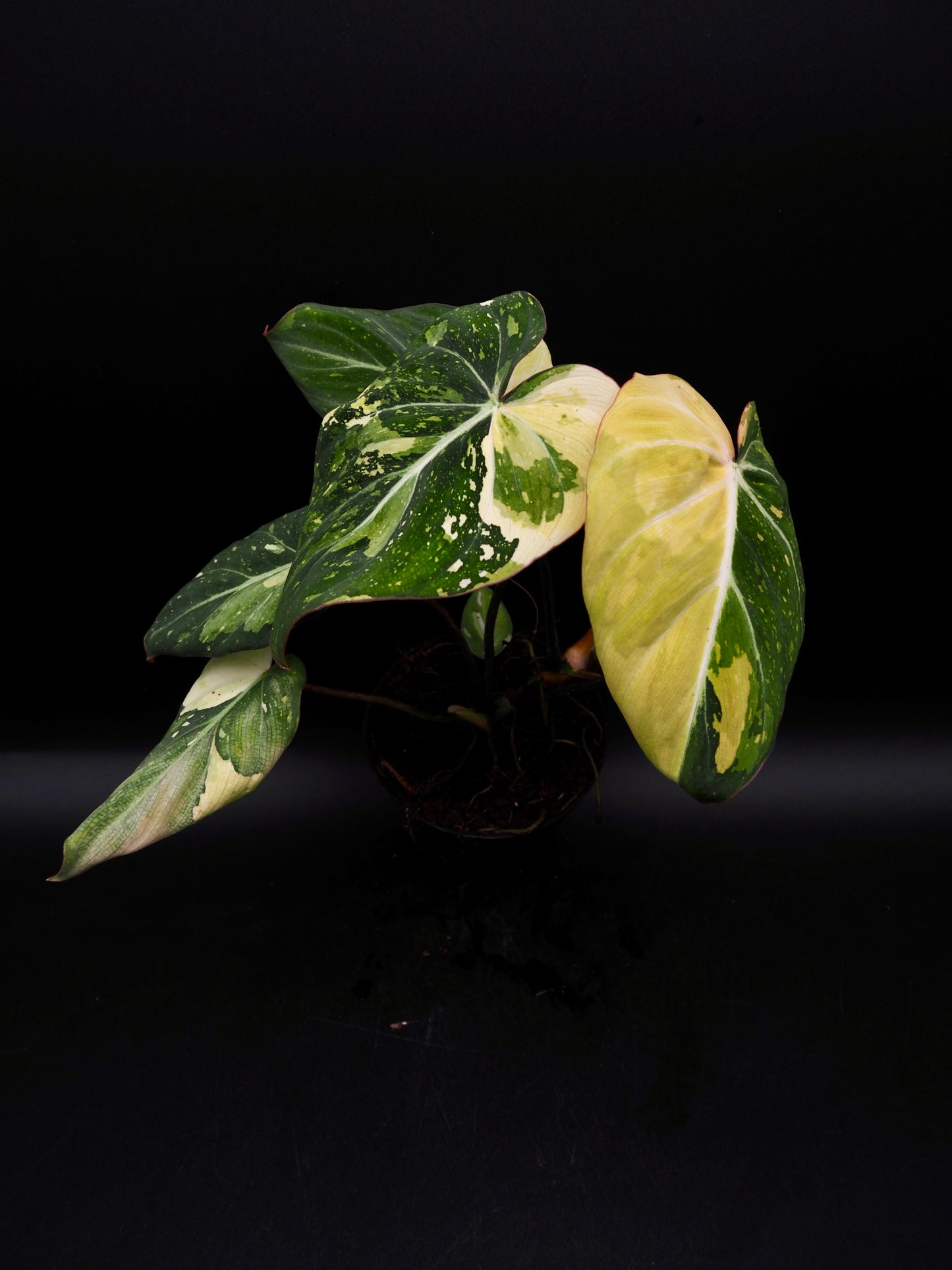 Philodendron Gloriosum Tricolor