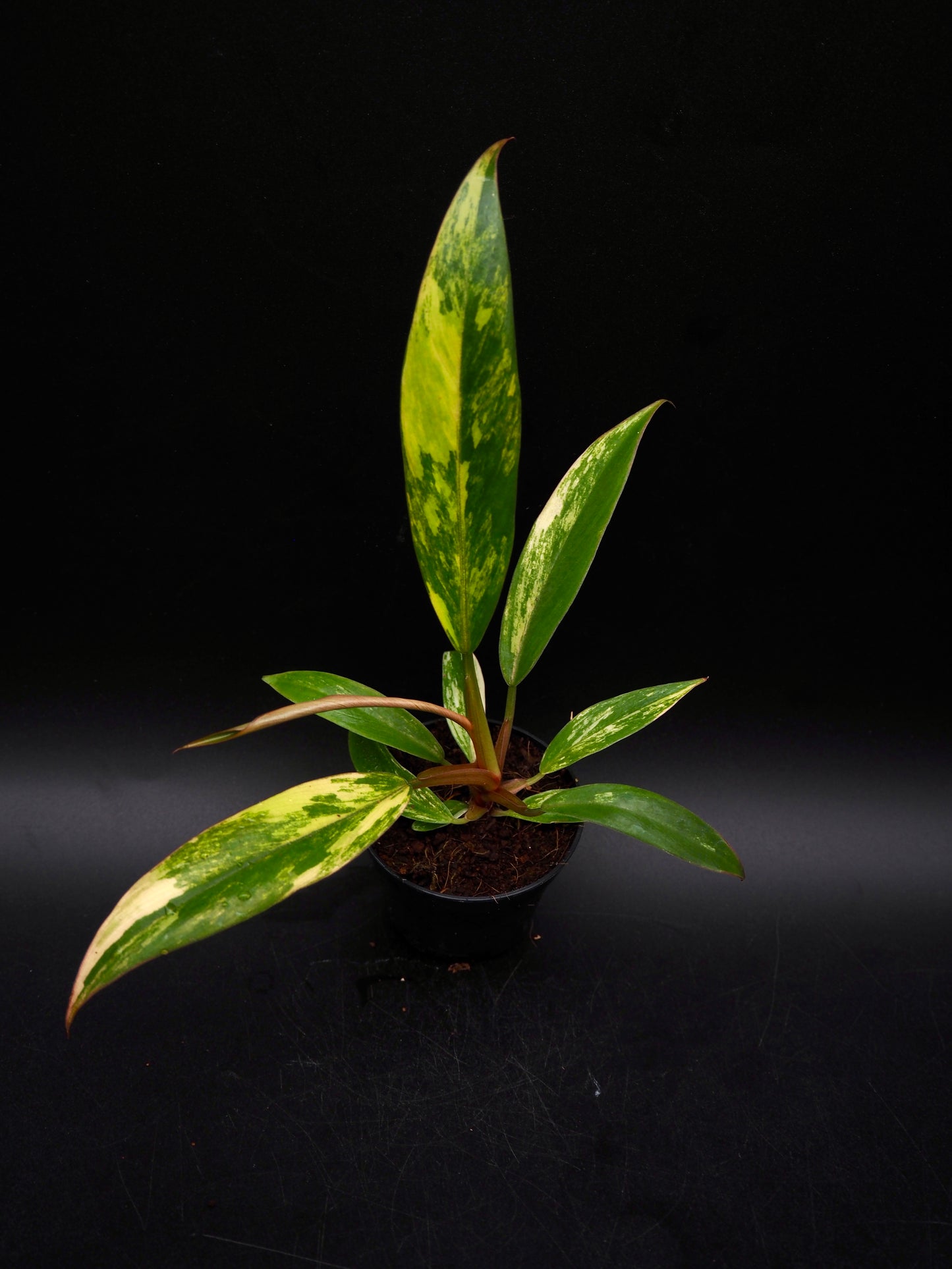 Philodendron Caramel Marble