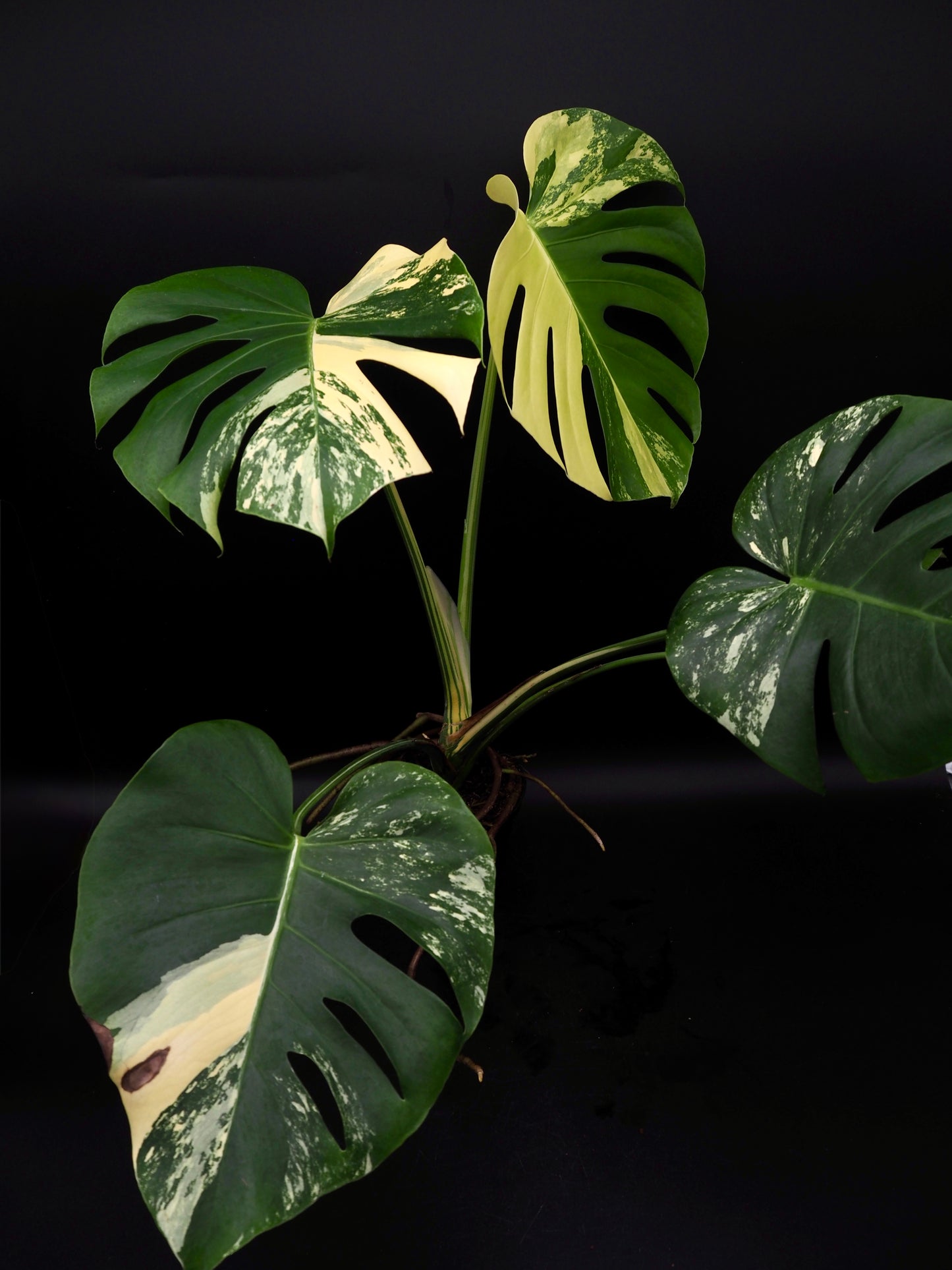 Monstera Deliciosa Lemon Pom Pom