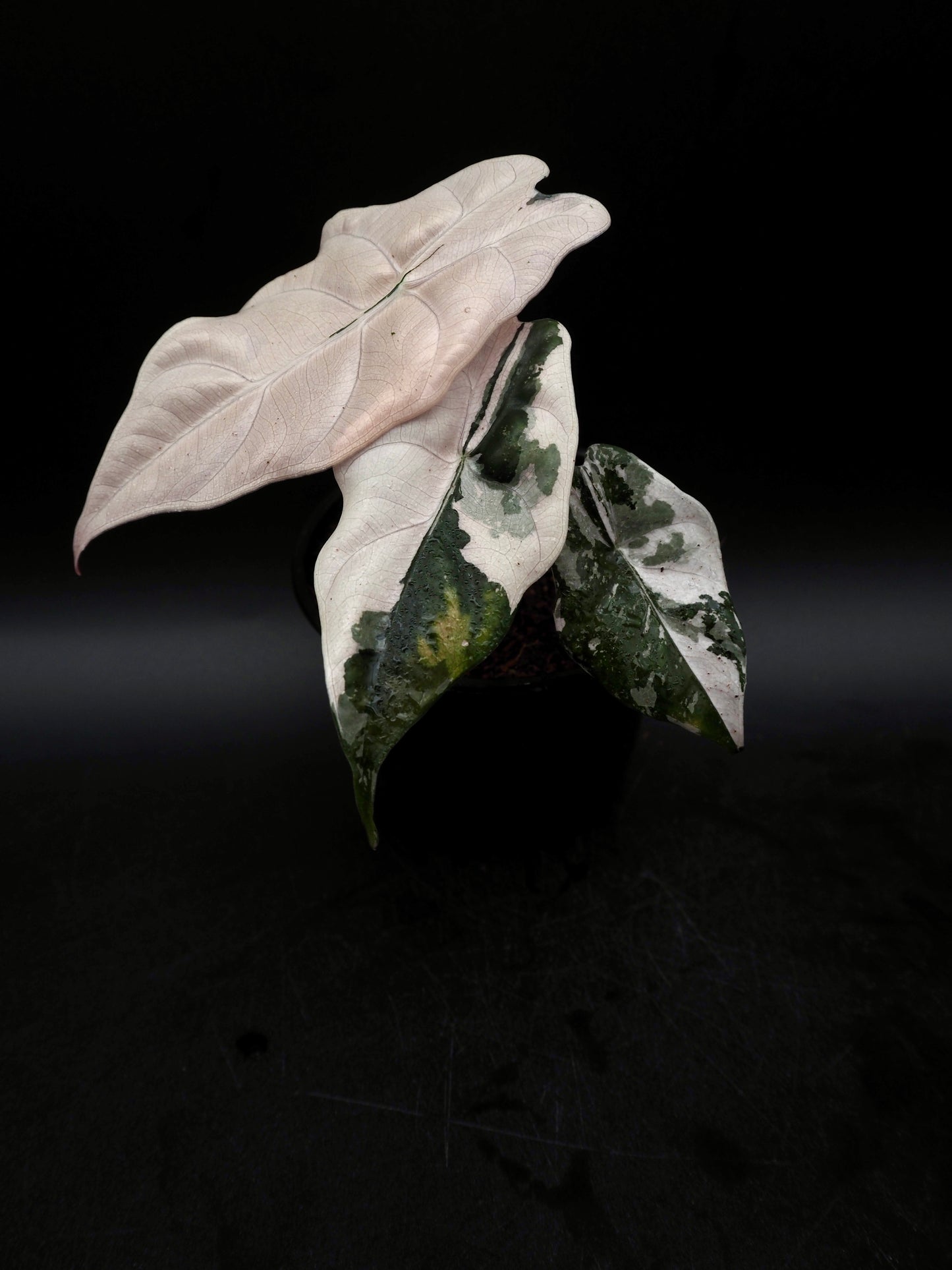 Alocasia Chantrieri Pink