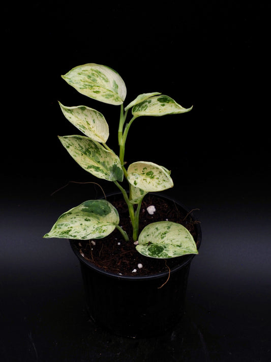 Scindapsus Jade Satin Marble
