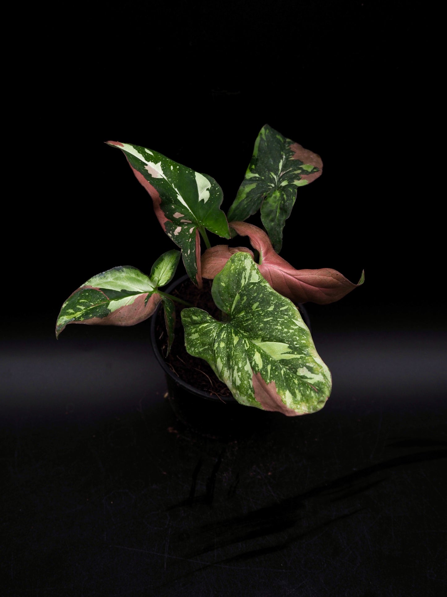 Syngonium Red Spot Tricolor