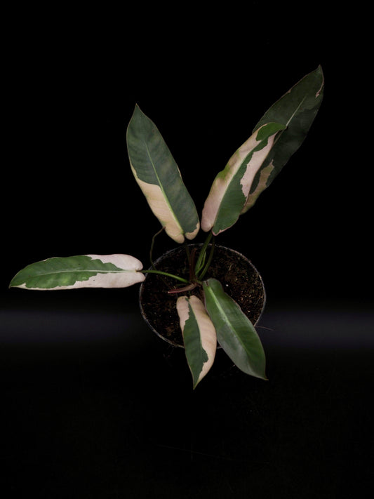 Philodendron Atabapoense Pink Lava Variegata