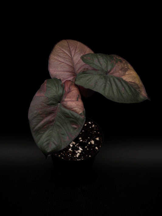 Alocasia Serendipity Variegata