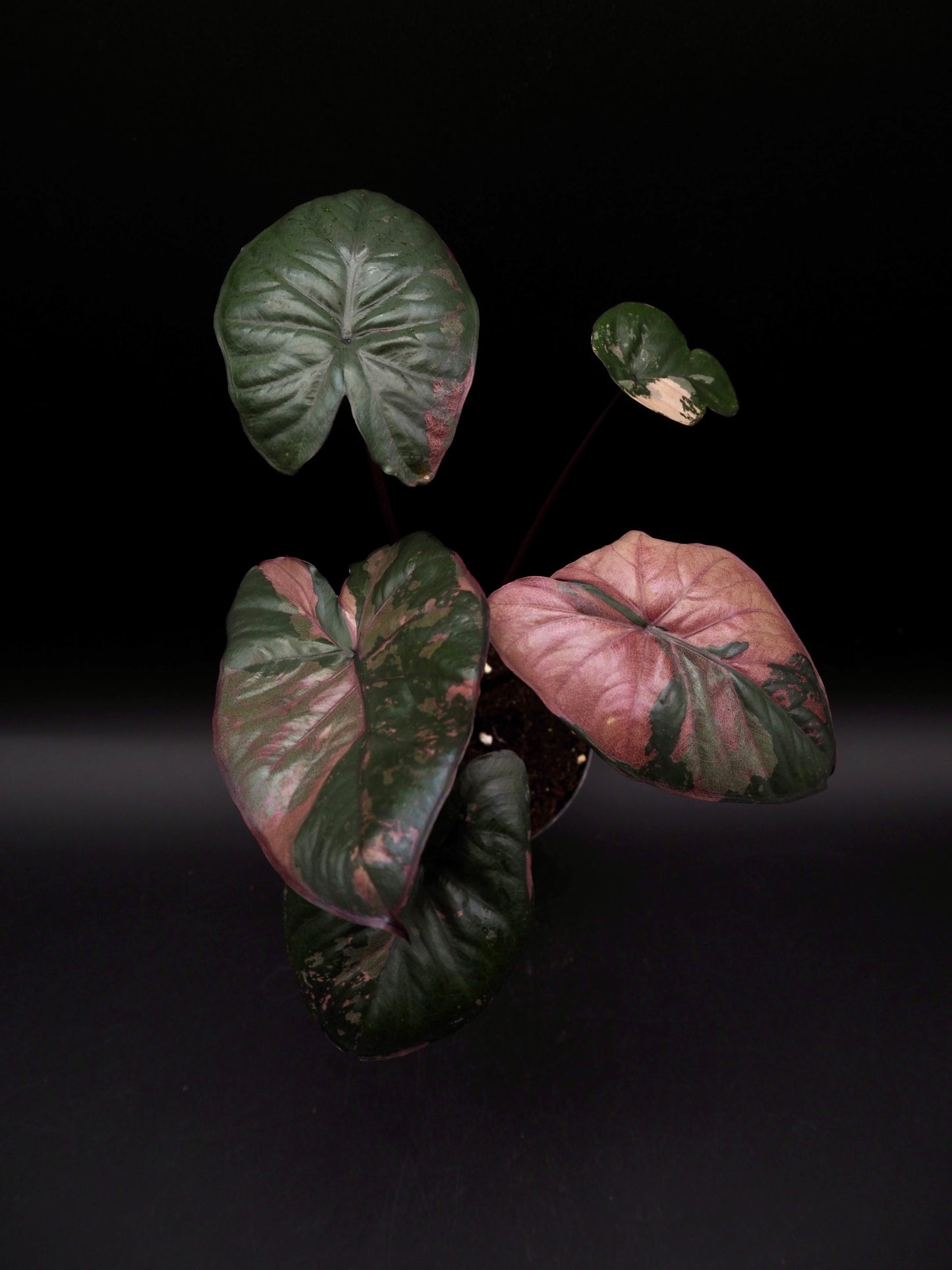 Alocasia Serendipity Variegata