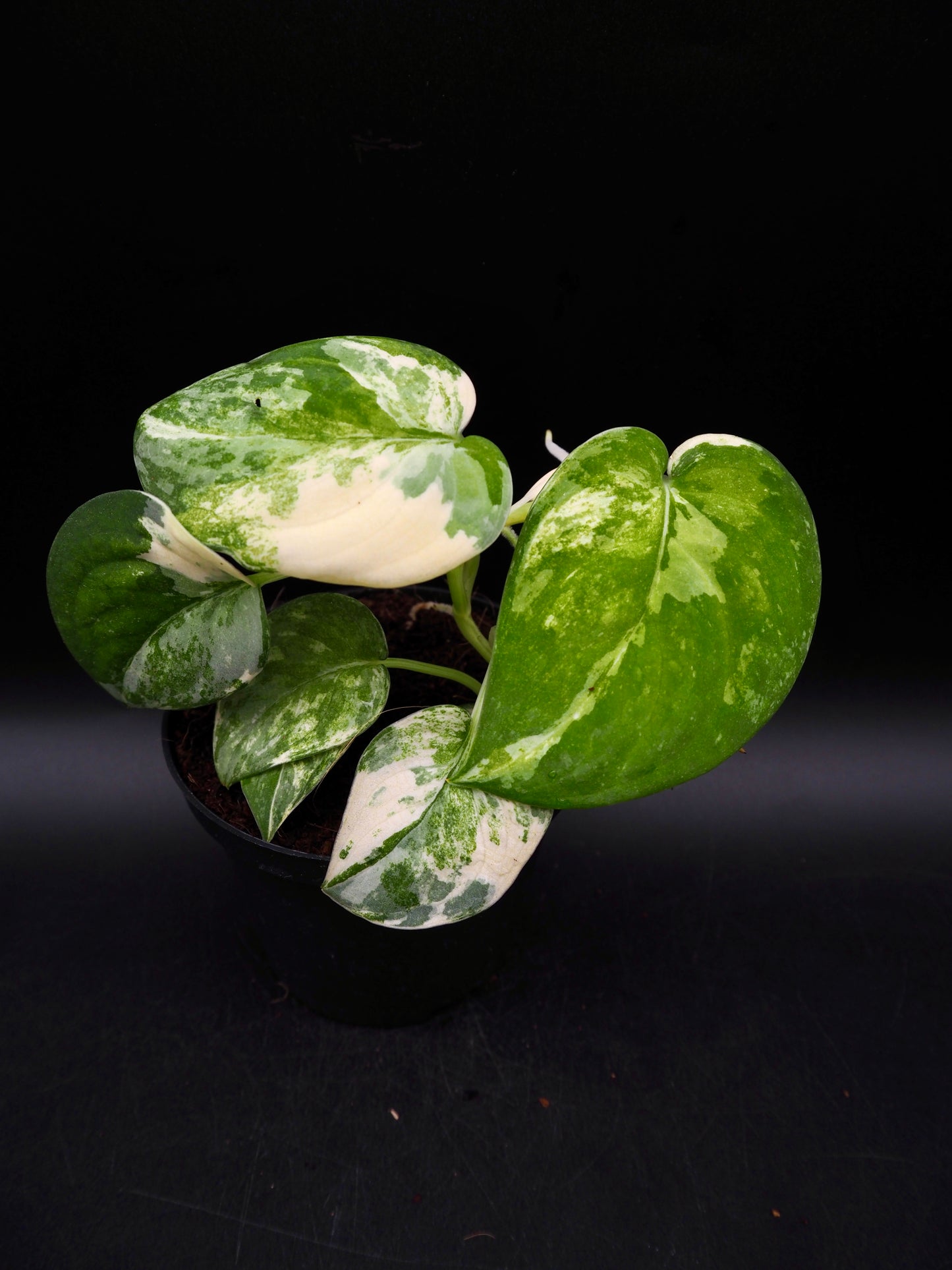 Scindapsus Jade Satin Marble