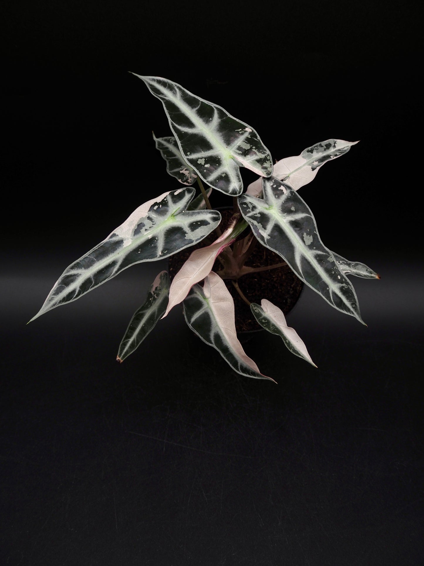 Alocasia Bambino Pink Variegata