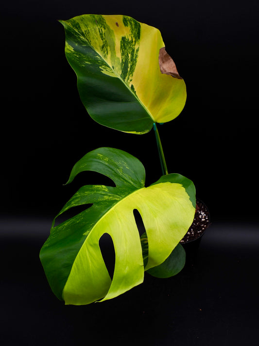 Monstera Borsigiana Aurea Variegata