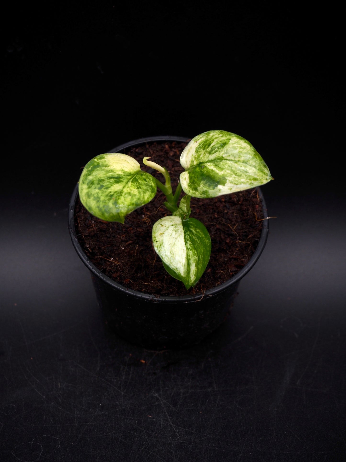 Scindapsus Jade Satin Marble