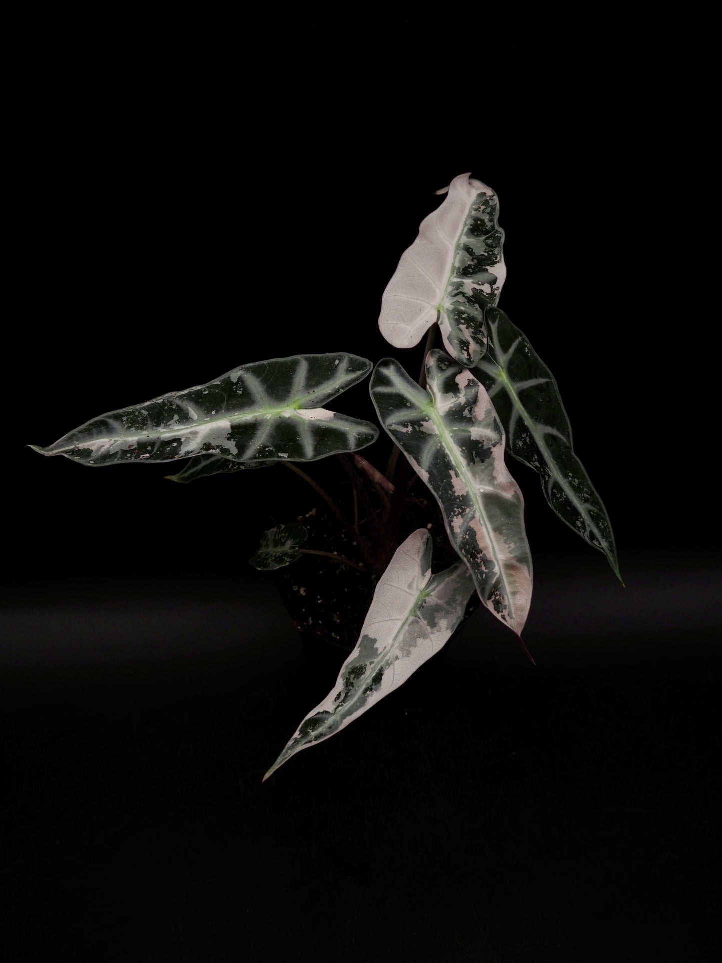 Alocasia Bambino Pink Variegata