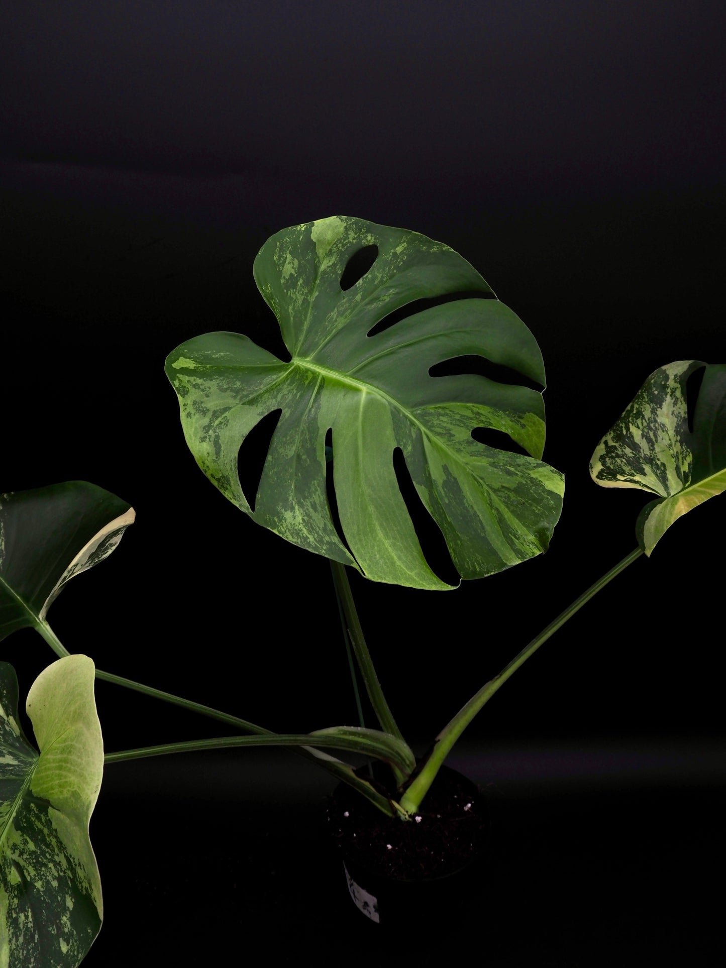 Monstera Deliciosa Lemon Pom Pom