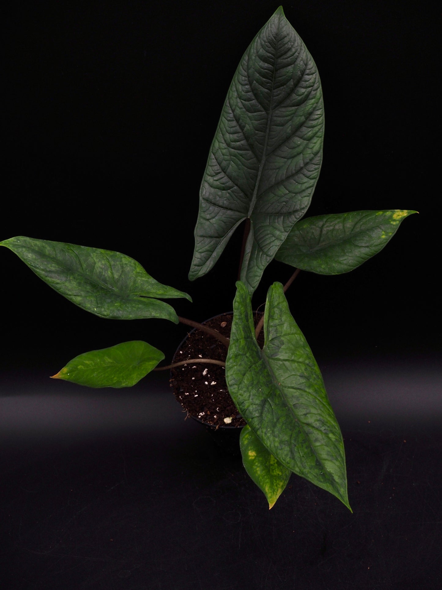 Alocasia Scalprum Aurea