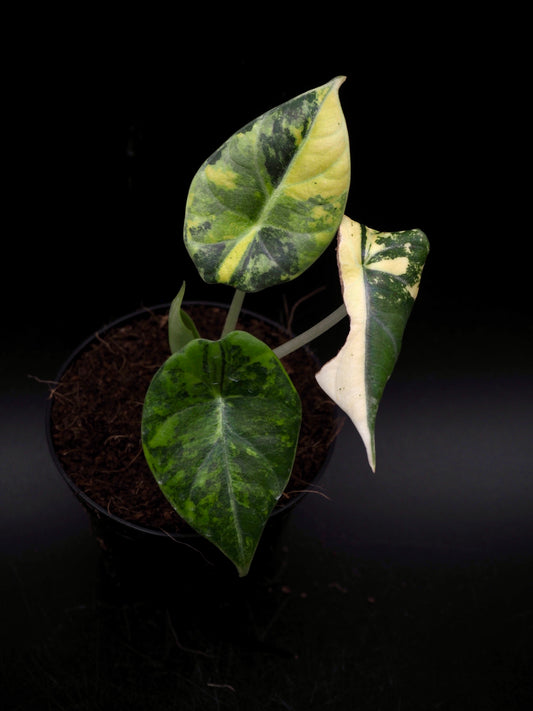 Alocasia Maharani Aurea