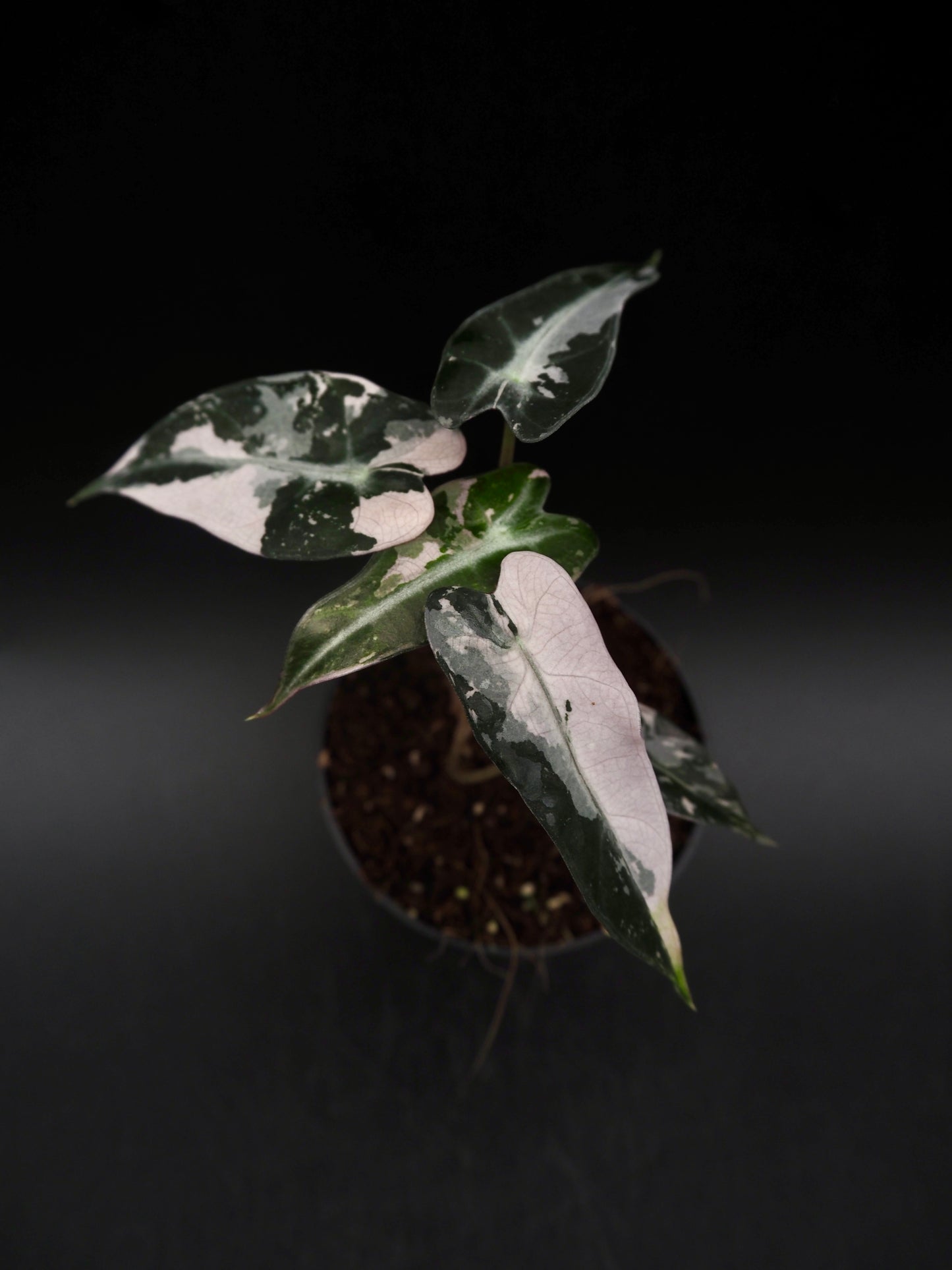 Alocasia Bambino Pink Variegata