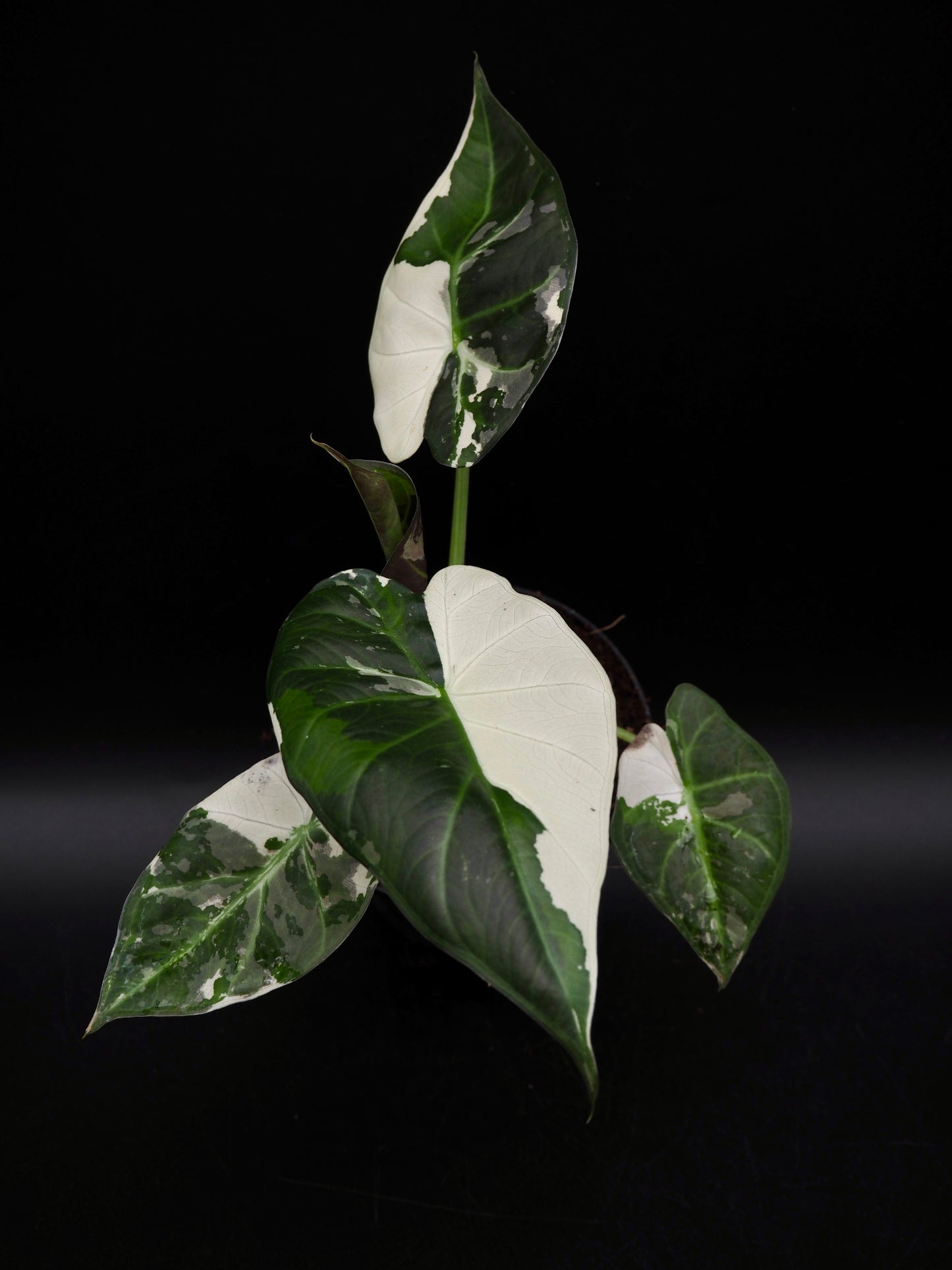 Alocasia Regal Shield Albo