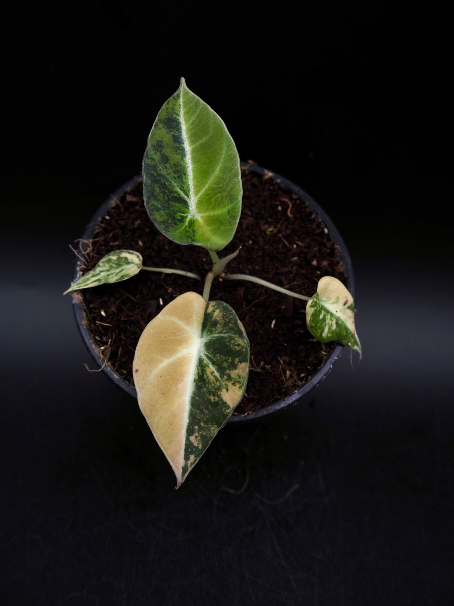 Alocasia Black Velvet Gold