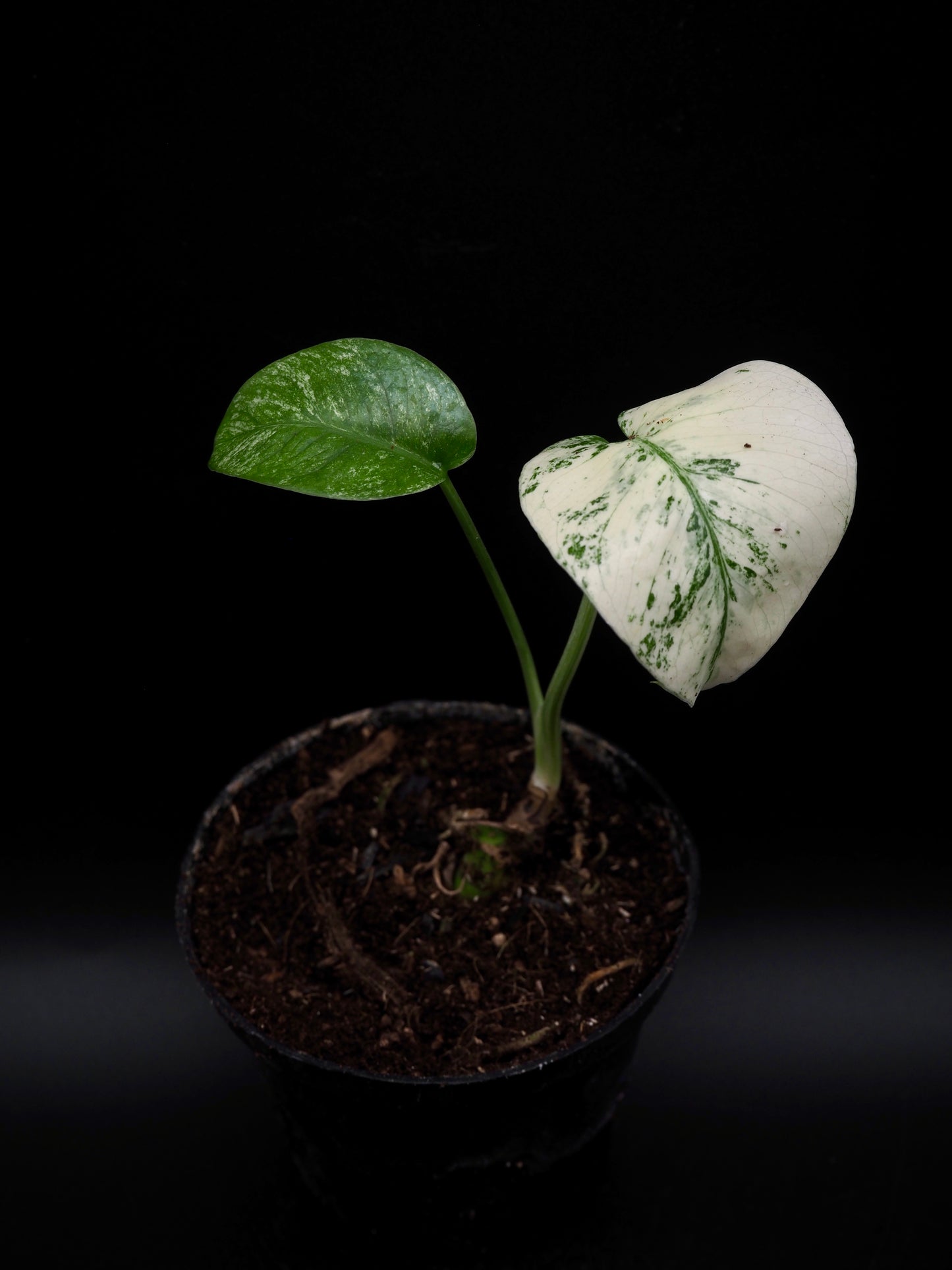 Monstera Deliciosa White Monster