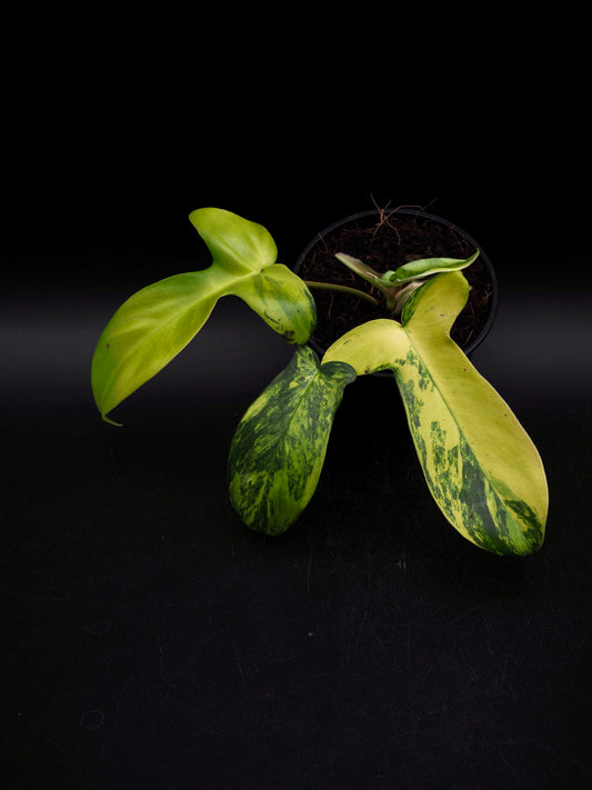 Philodendron Florida Beauty