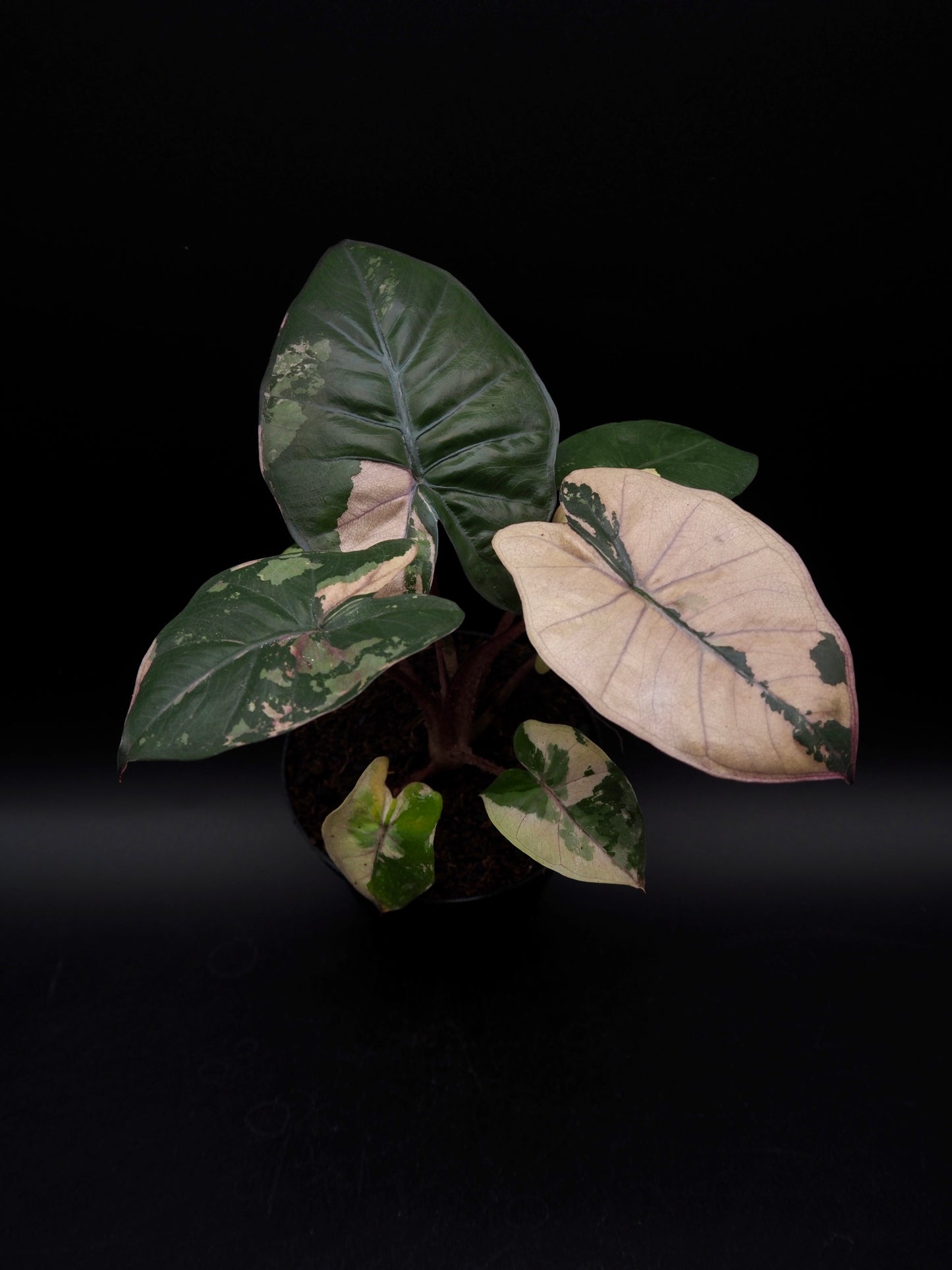 Alocasia Yucatan Princess Pink