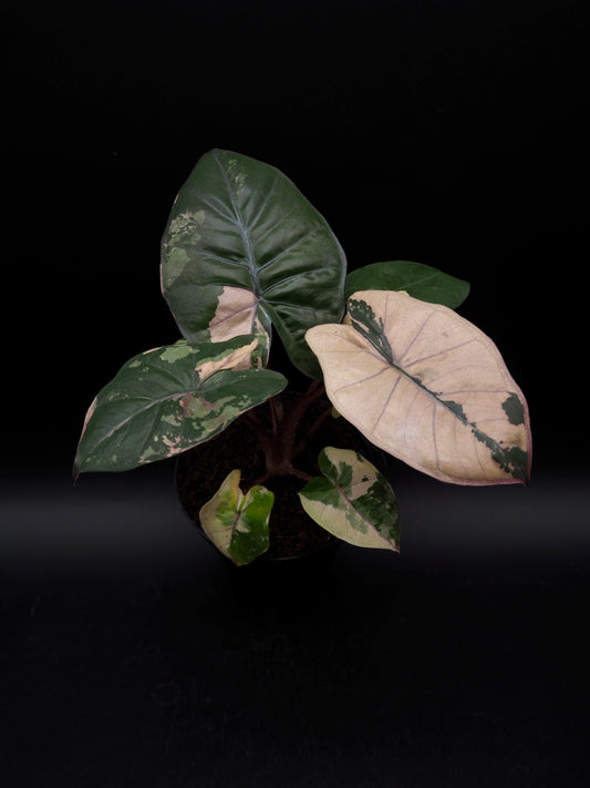 Alocasia Yucatan Princess Pink