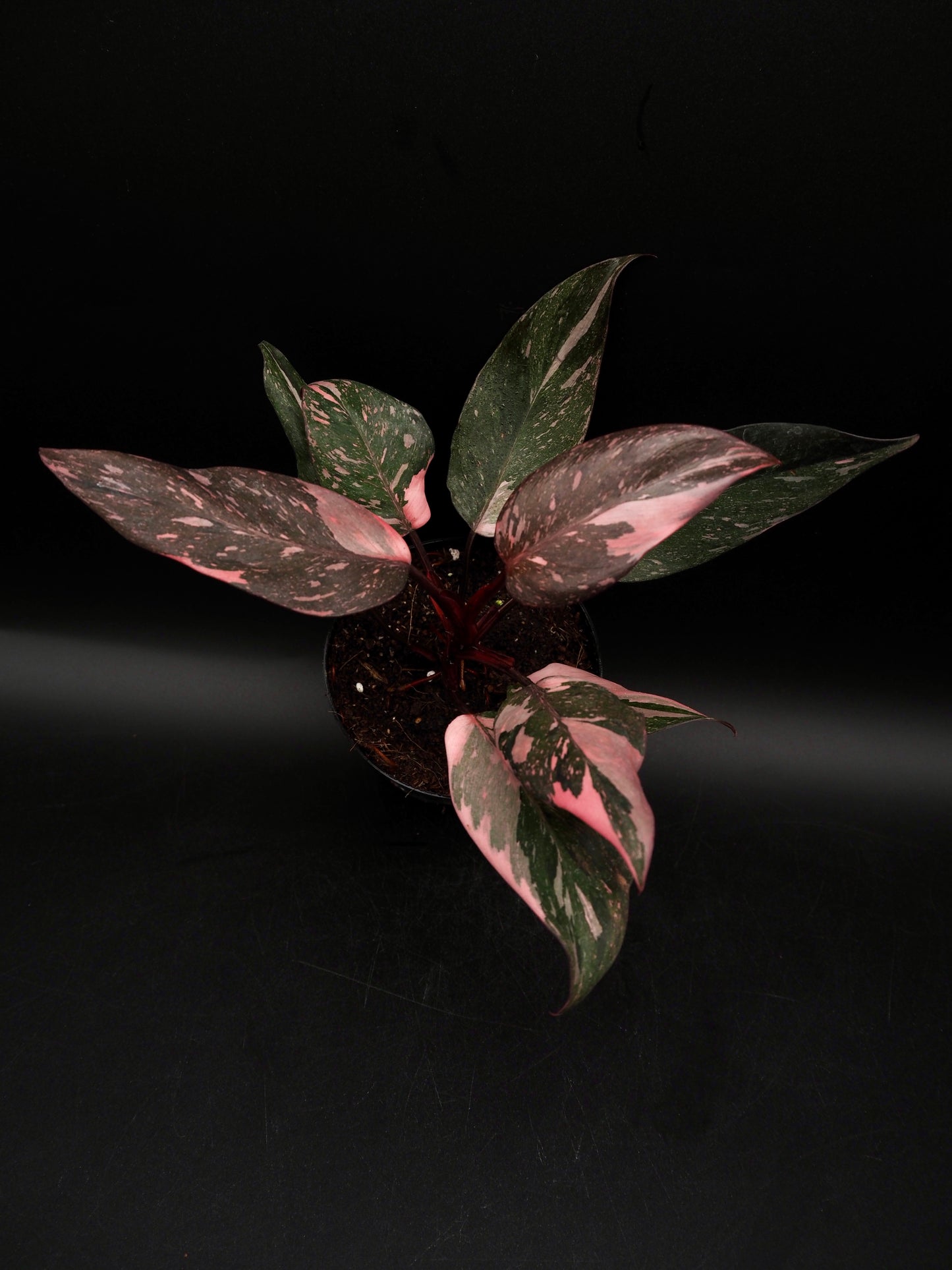 Philodendron Pink Princess Galaxy