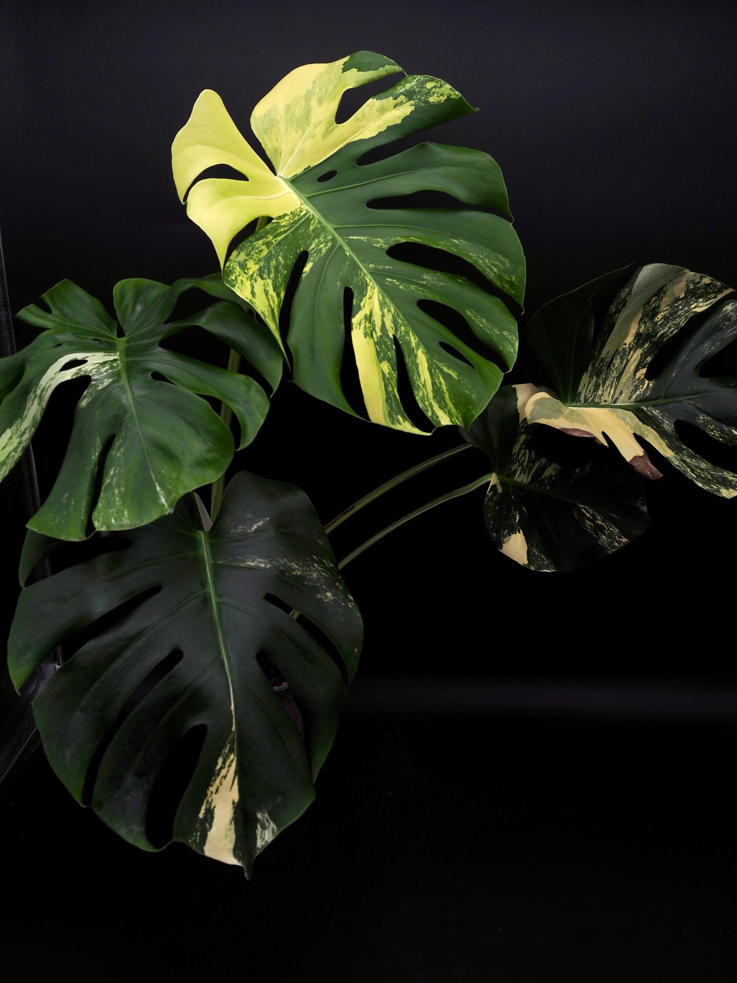 Monstera Deliciosa Lemon Pom Pom