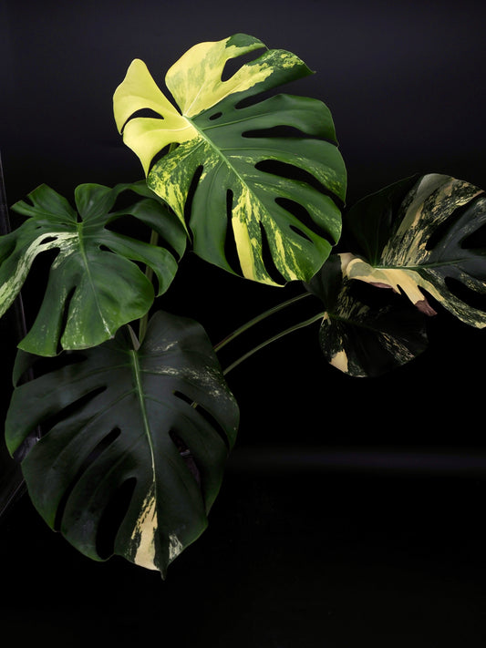 Monstera Deliciosa Lemon Pom Pom