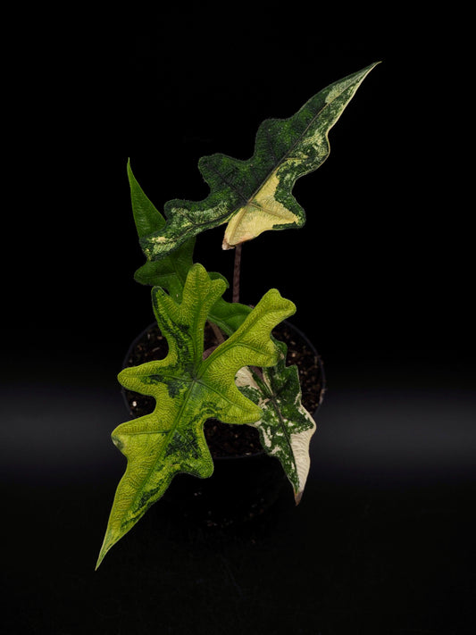 Alocasia Jacklyn Aurea Variegata