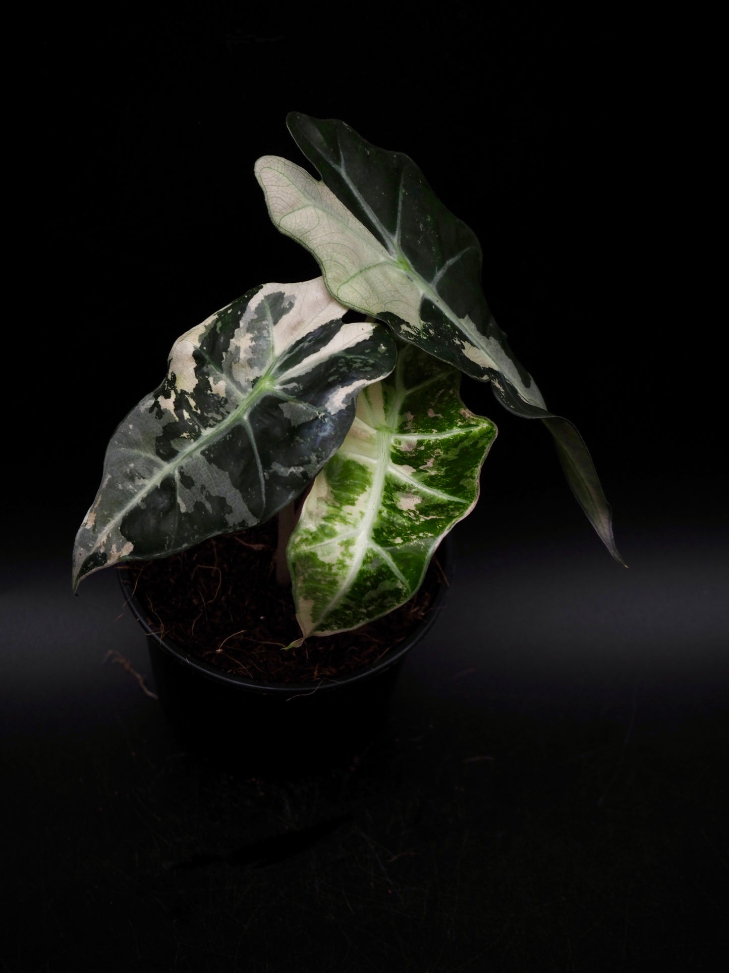 Alocasia Polly Rose Variegata