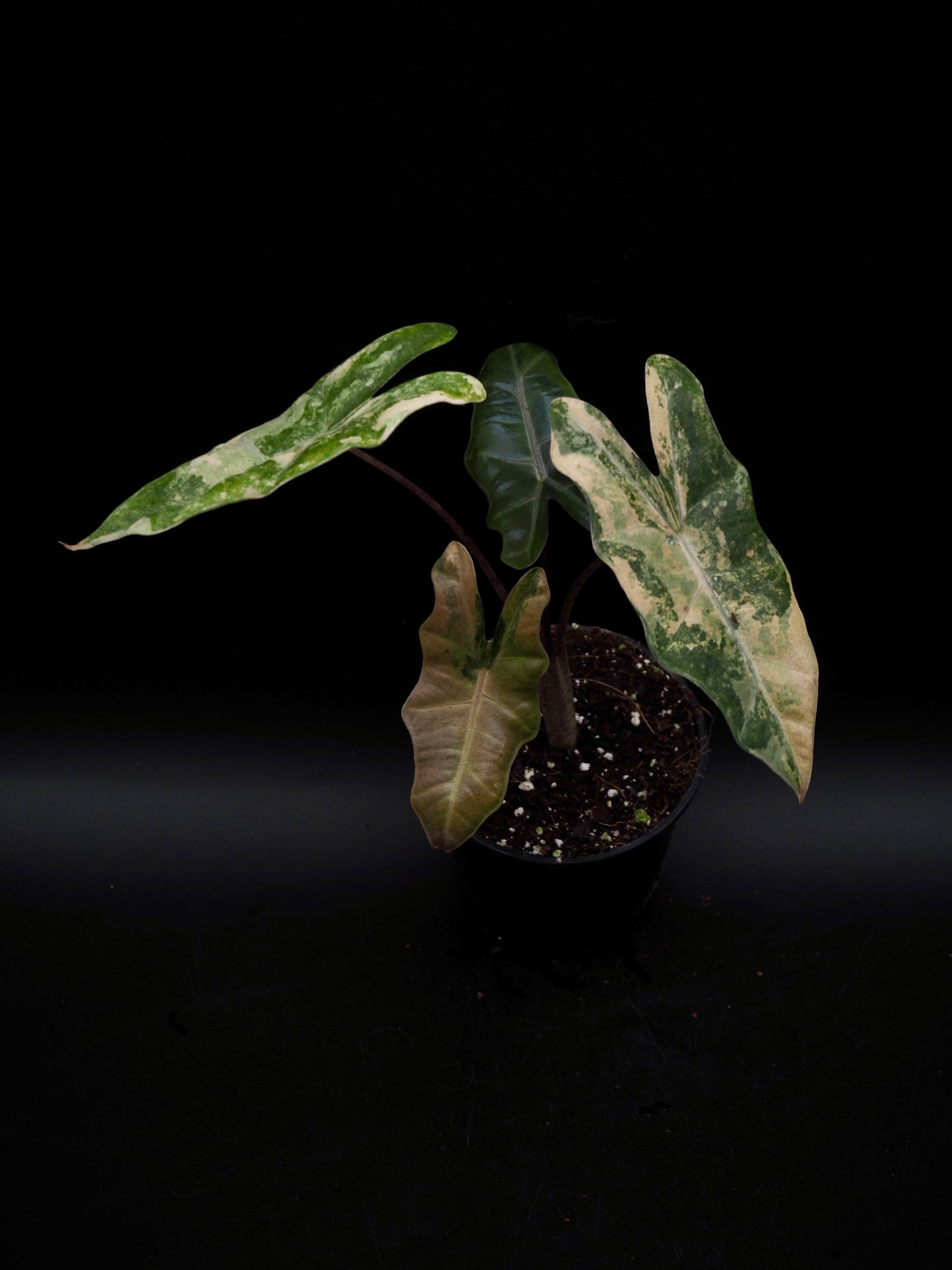 Alocasia Pseudo Sanderian Aurea Variegata