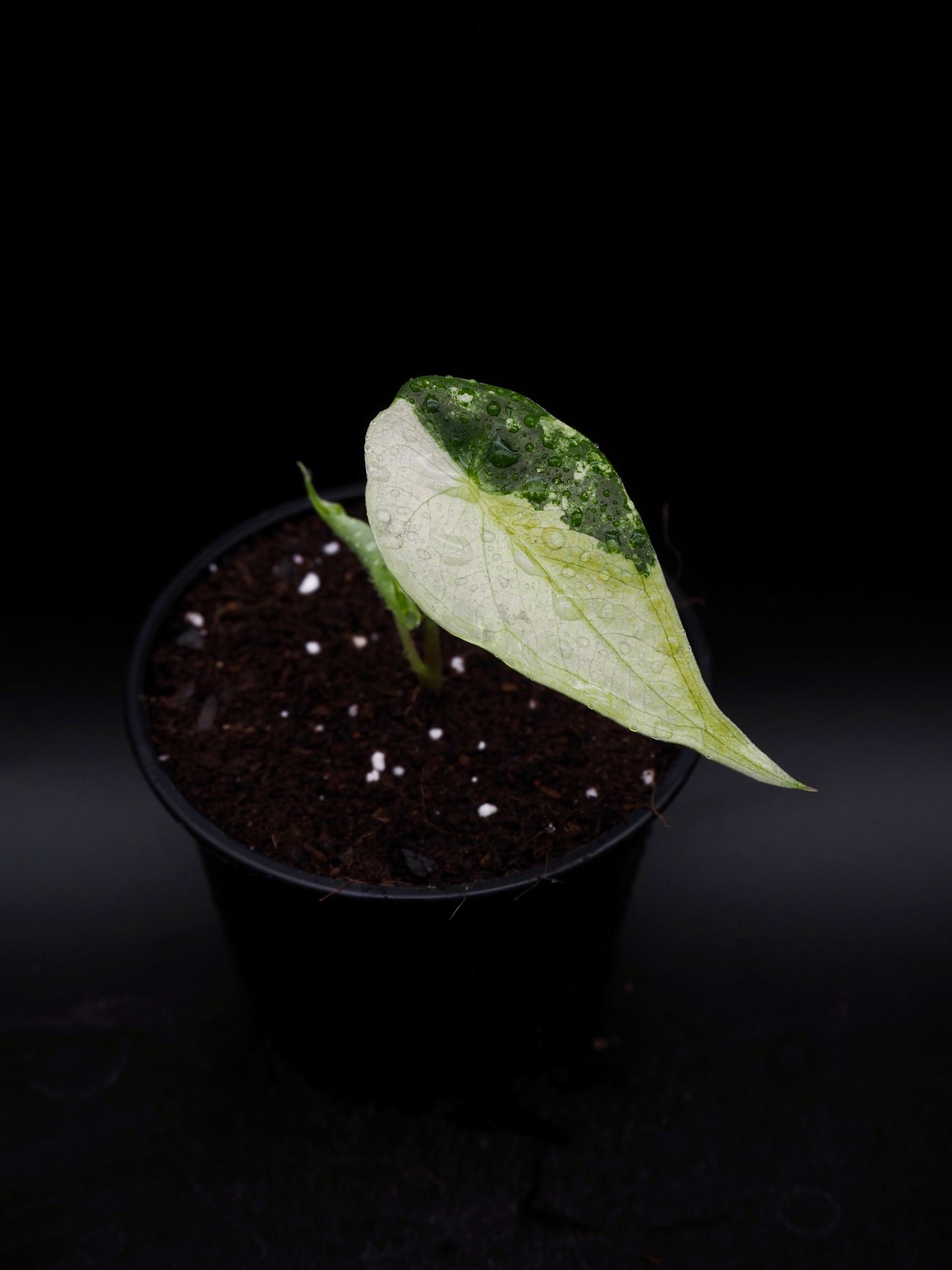 Alocasia Longlioba Albo