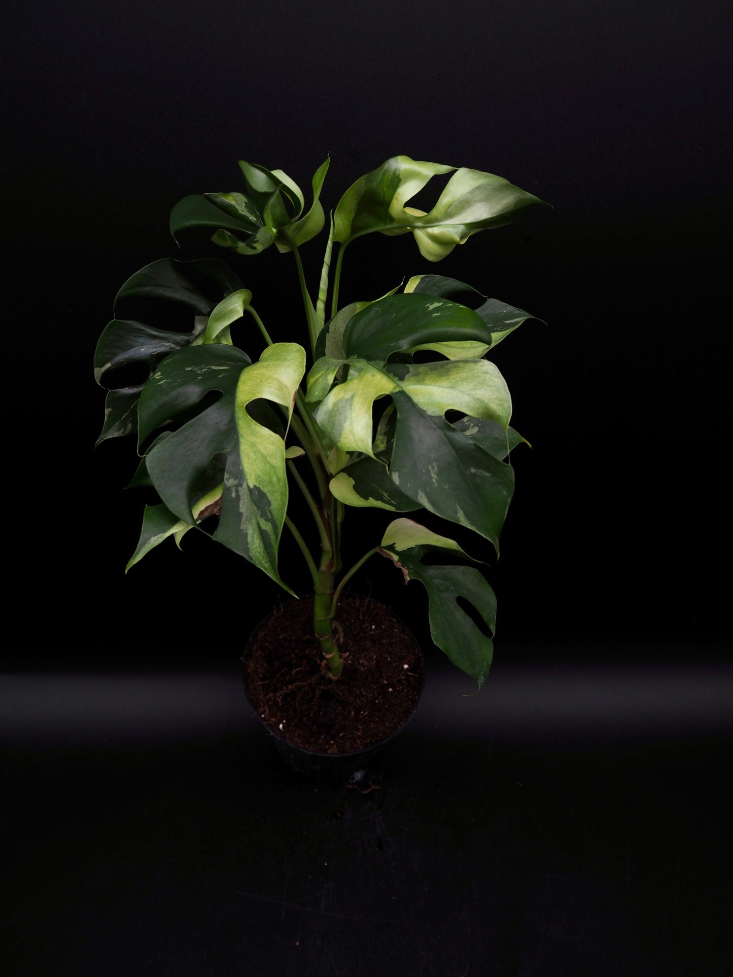 Rhaphidophora Tetrasperma Variegata