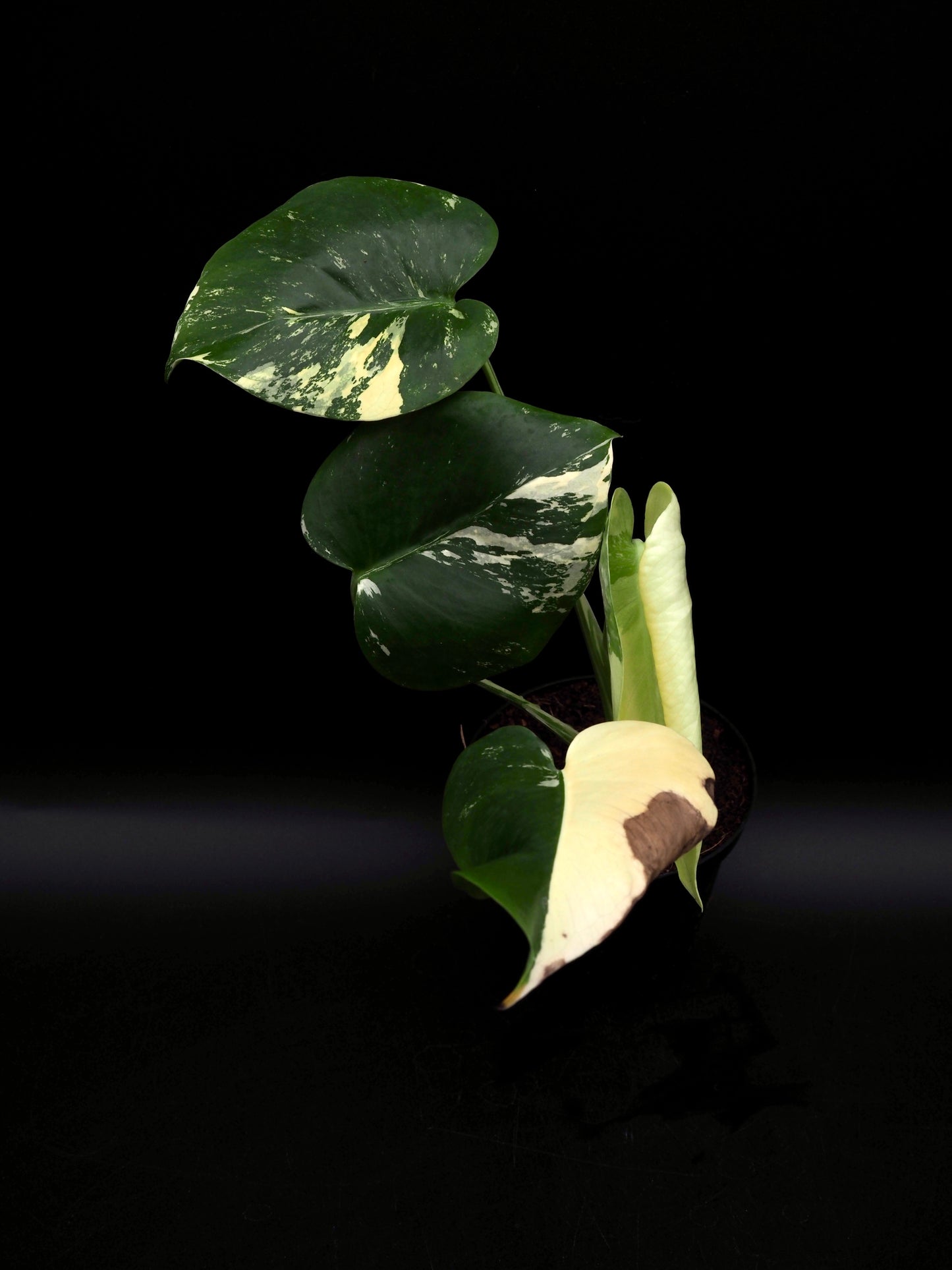 Monstera Deliciosa Lemon Pom Pom