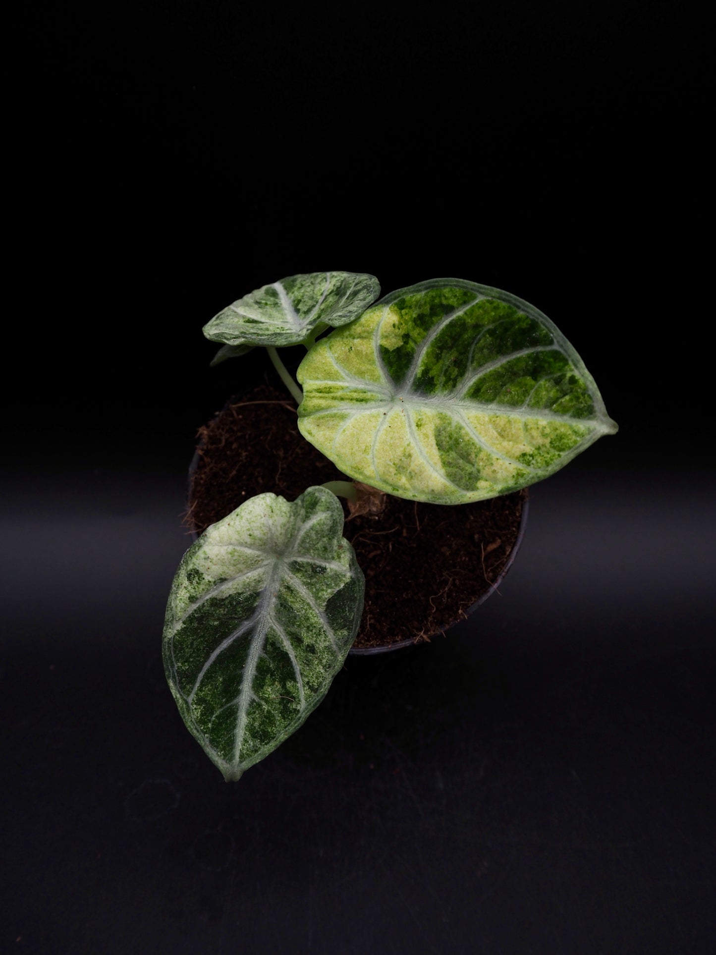 Alocasia Ninja Tricolor