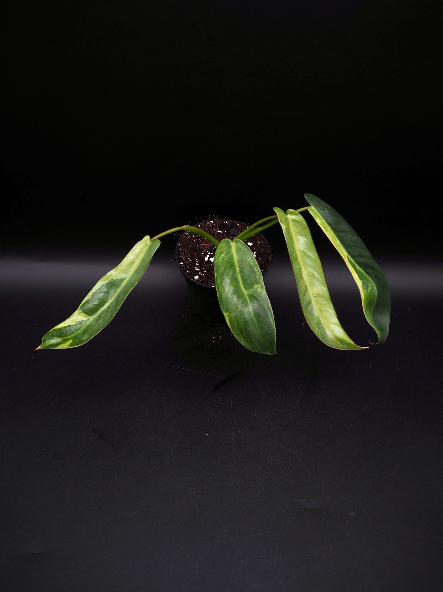 Philodendron Spiritus Sancti Variegata