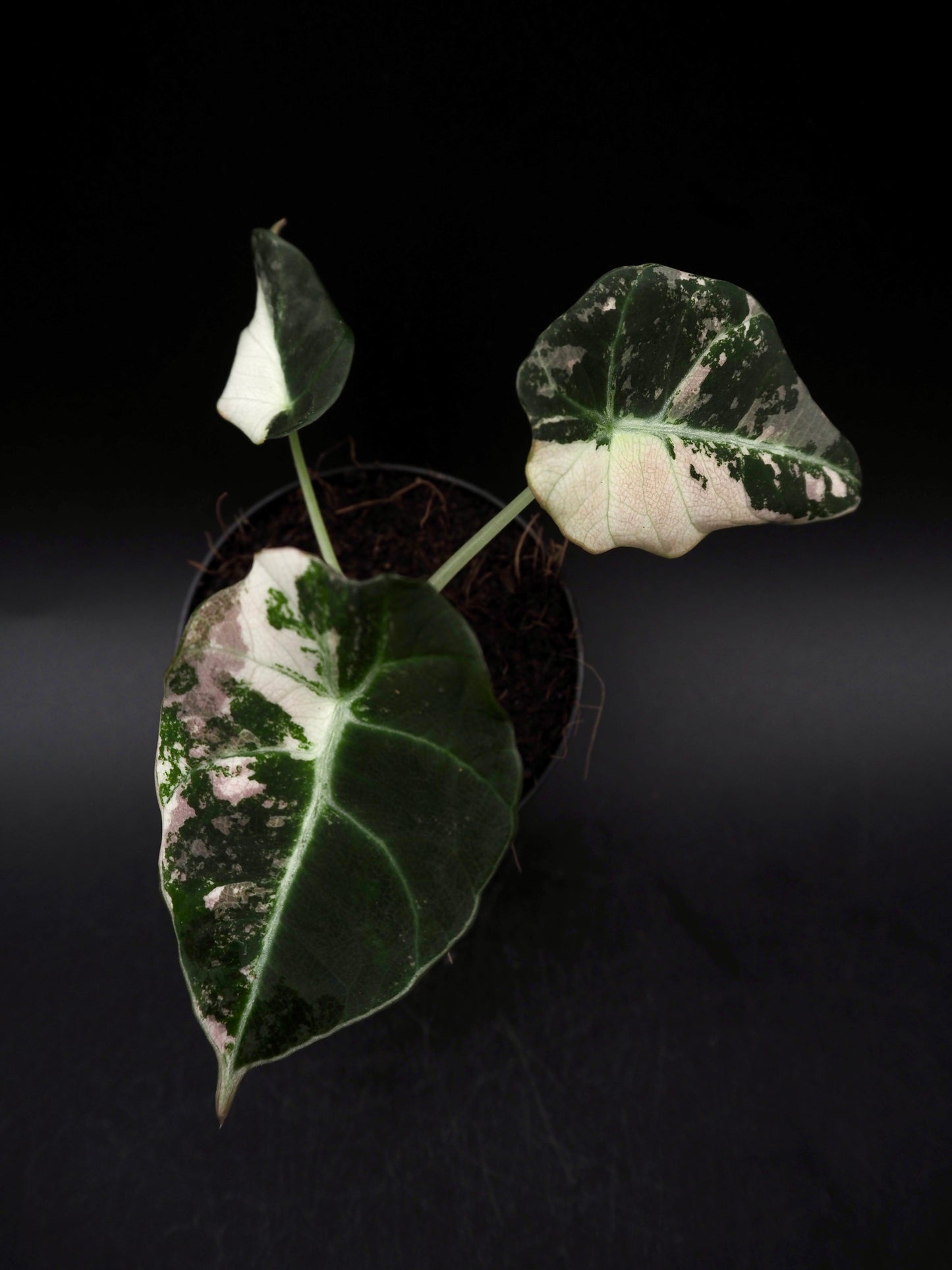 Alocasia Black Velvet Pink