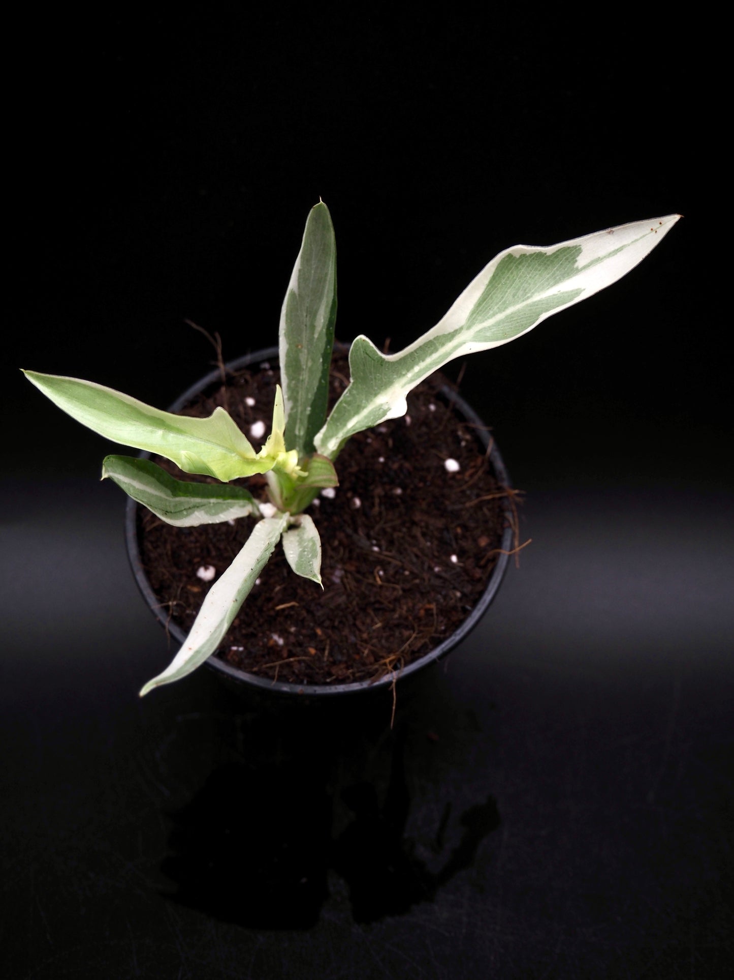 Philodendron Tortum Albo Variegata