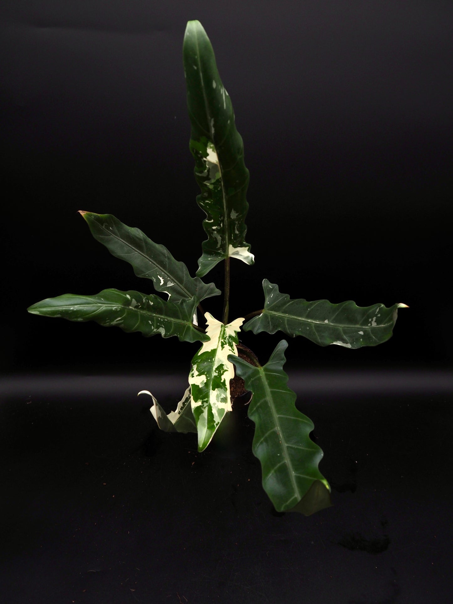 Alocasia Lauterbachiana Albo Variegata