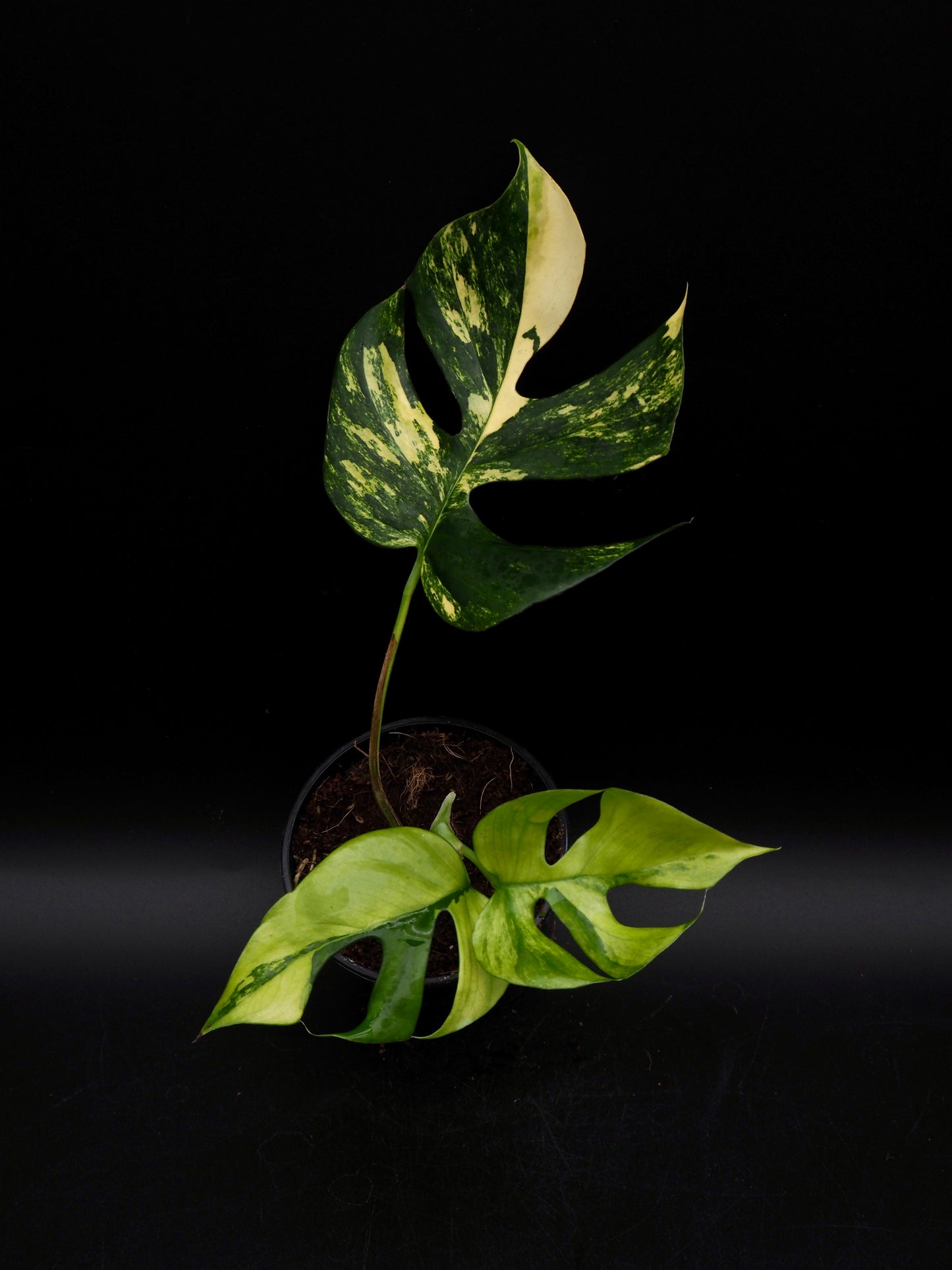 Rhaphidophora Tetrasperma Aurea Variegata