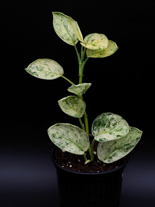 Scindapsus Jade Satin Marble